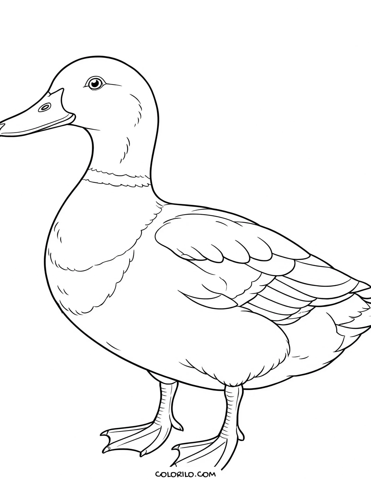 A Cooper's hawk coloring page