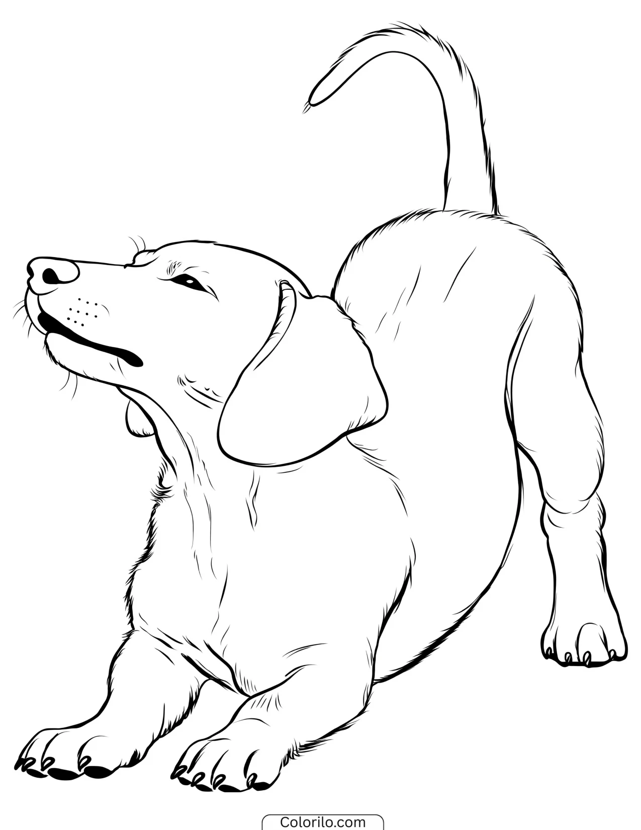 A Dachshund puppy stretching coloring page