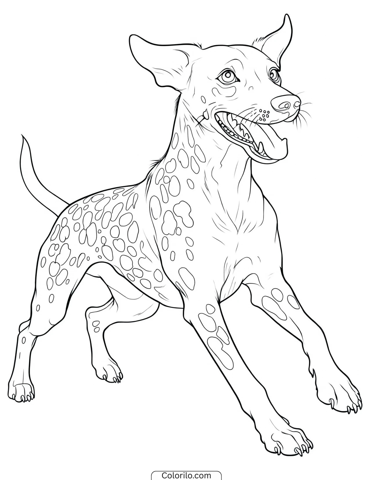 A Dalmatian running with its spotted coat coloring page