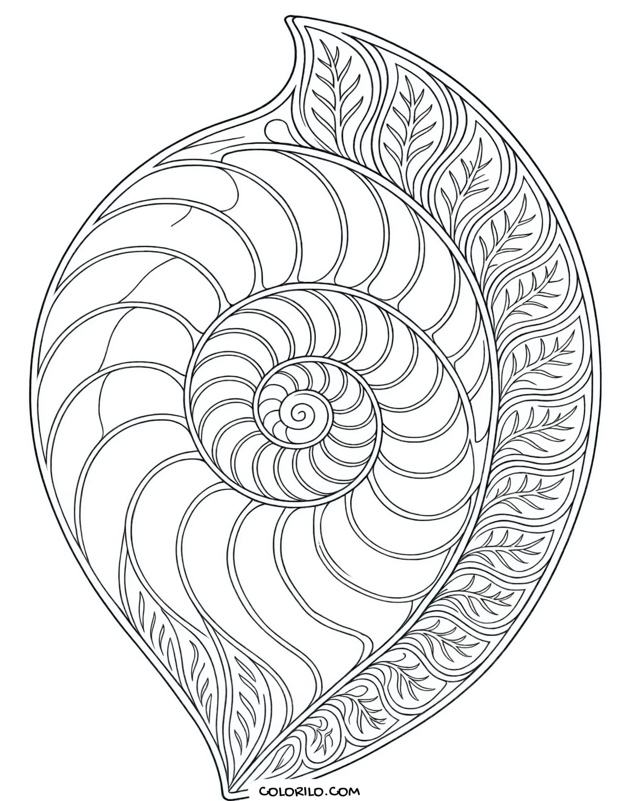 A detailed study of a chambered nautilus shell coloring page