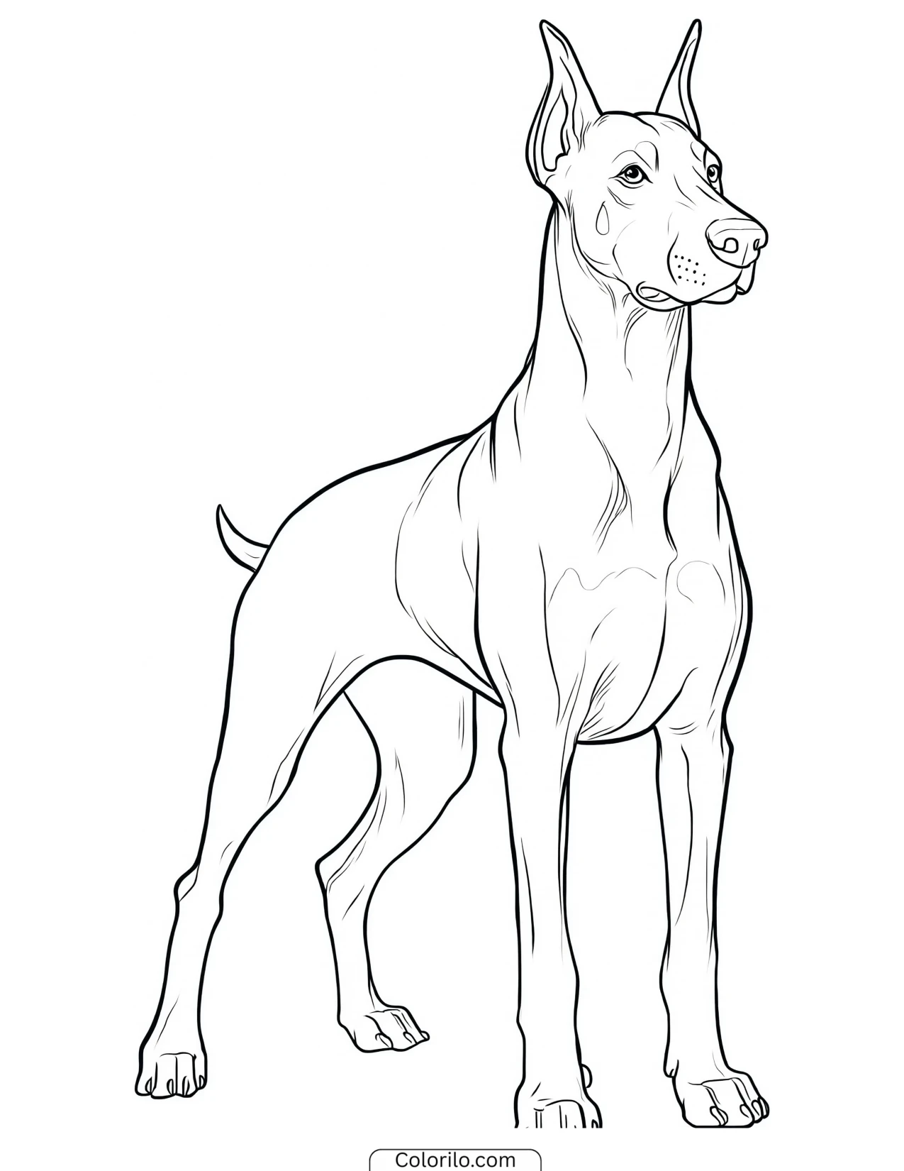 A Doberman Pinscher standing coloring page