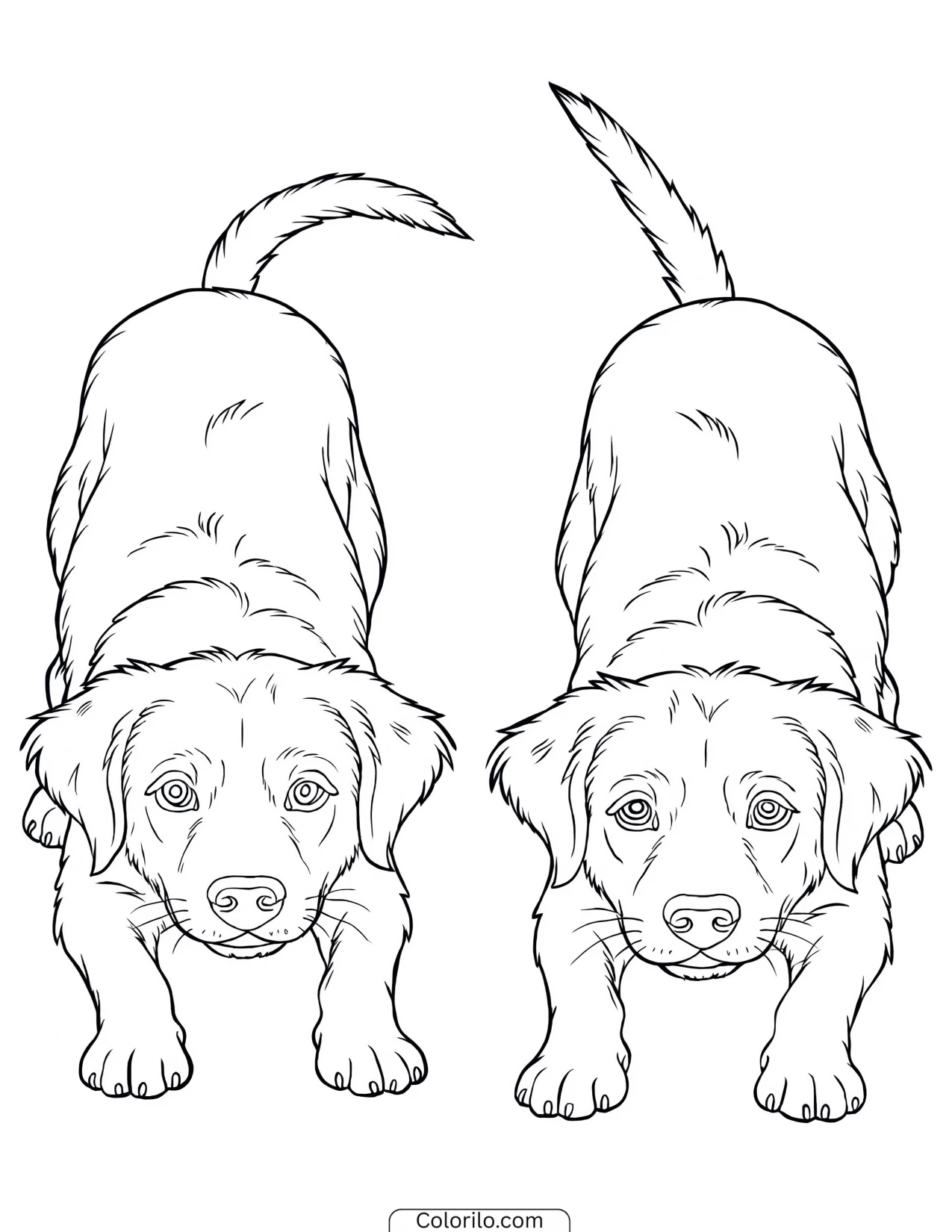 Two dogs in a play bow coloring page