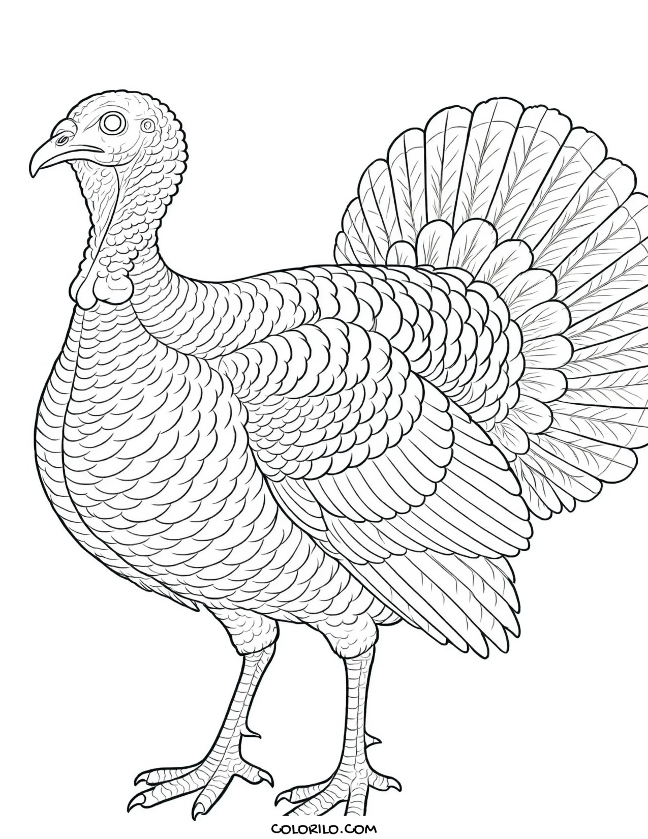 A domestic chicken coloring page
