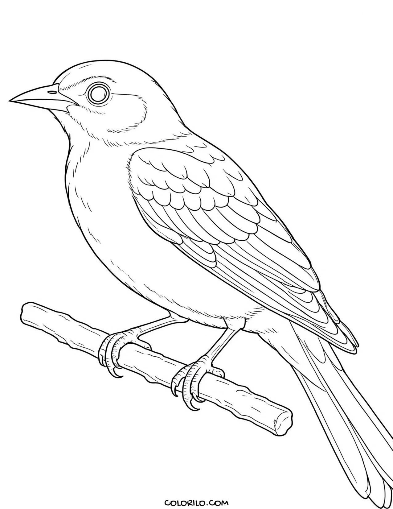 An eastern bluebird coloring page