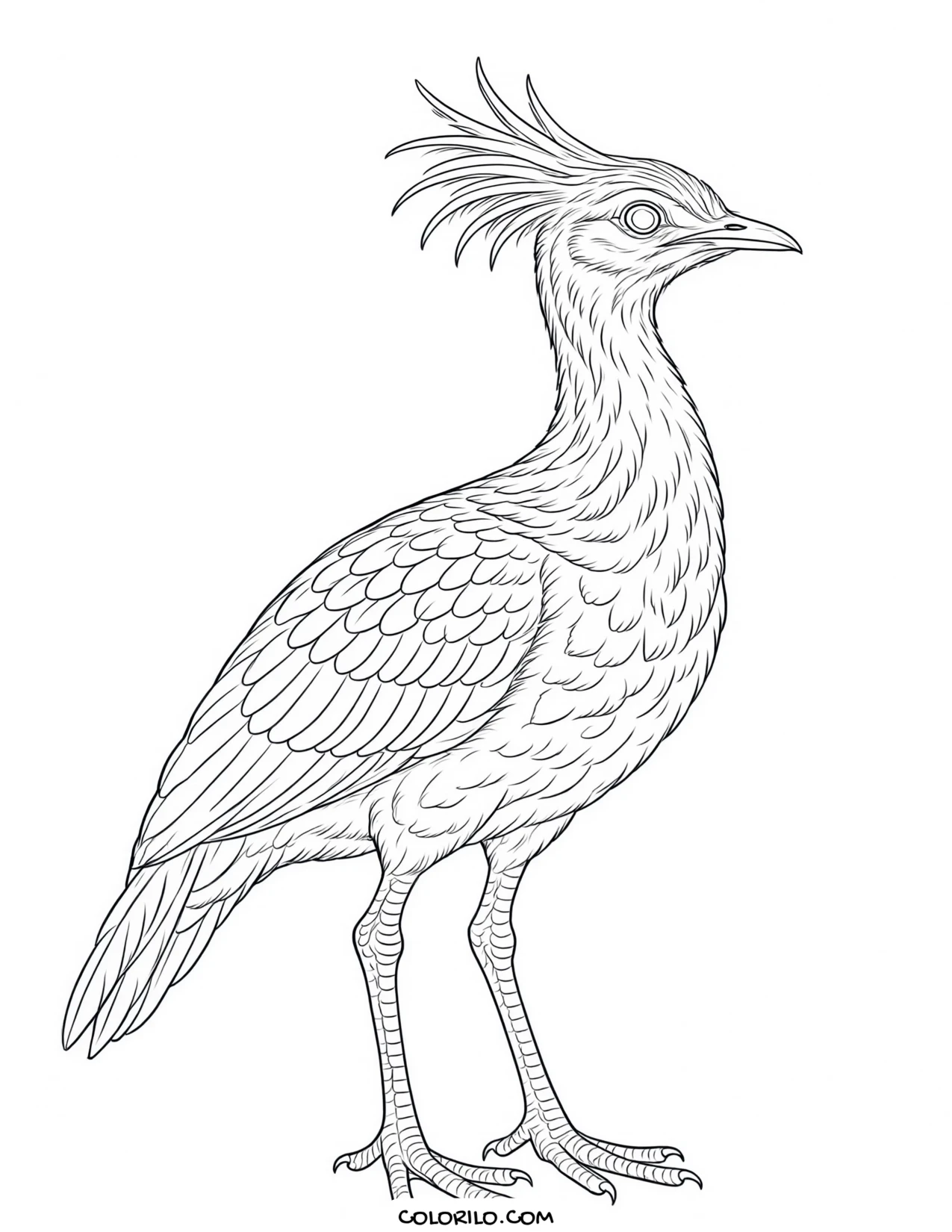 An elegant crested tinamou coloring page