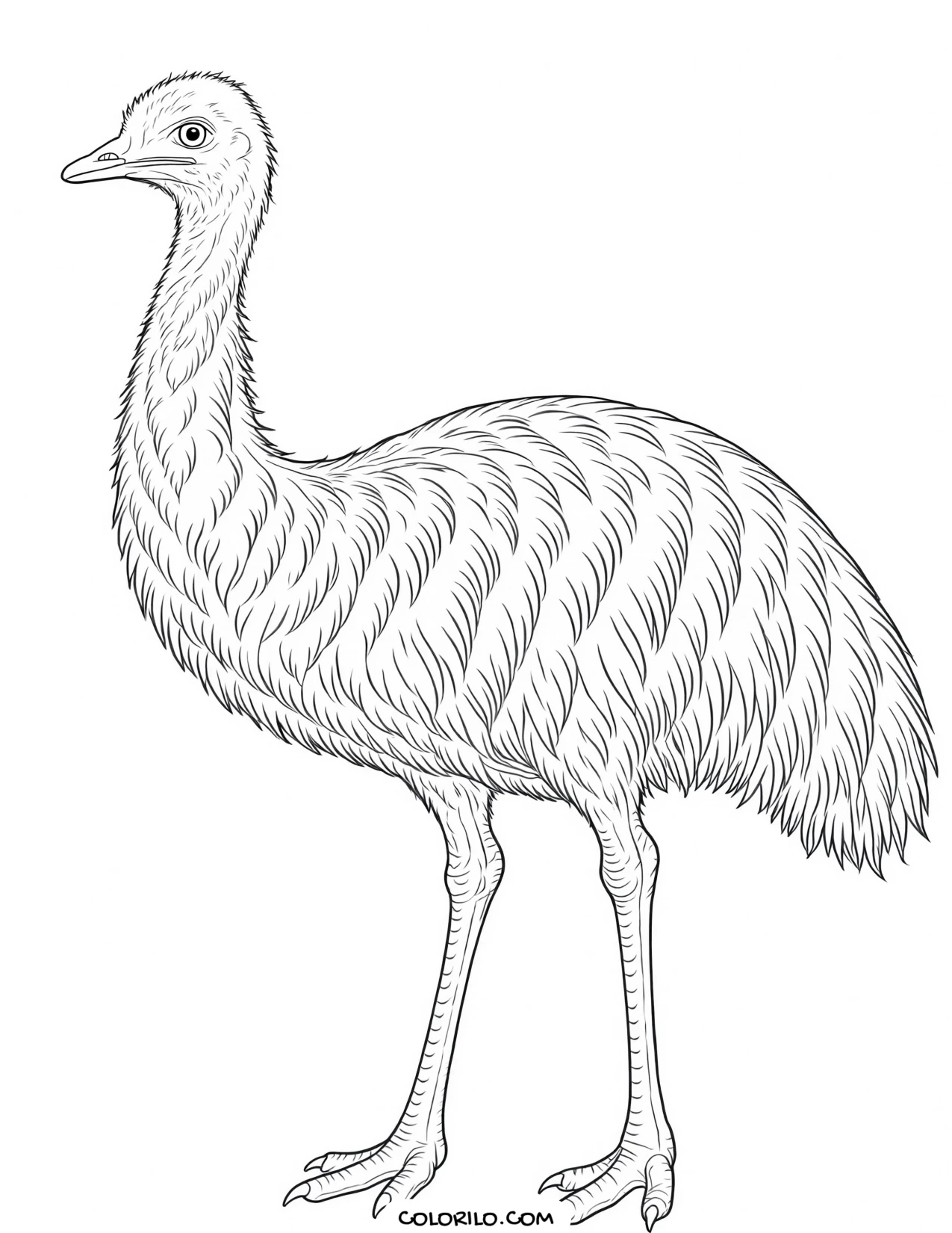 An emu coloring page
