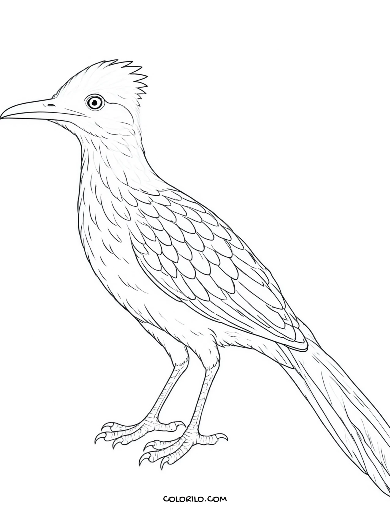 A European starling coloring page