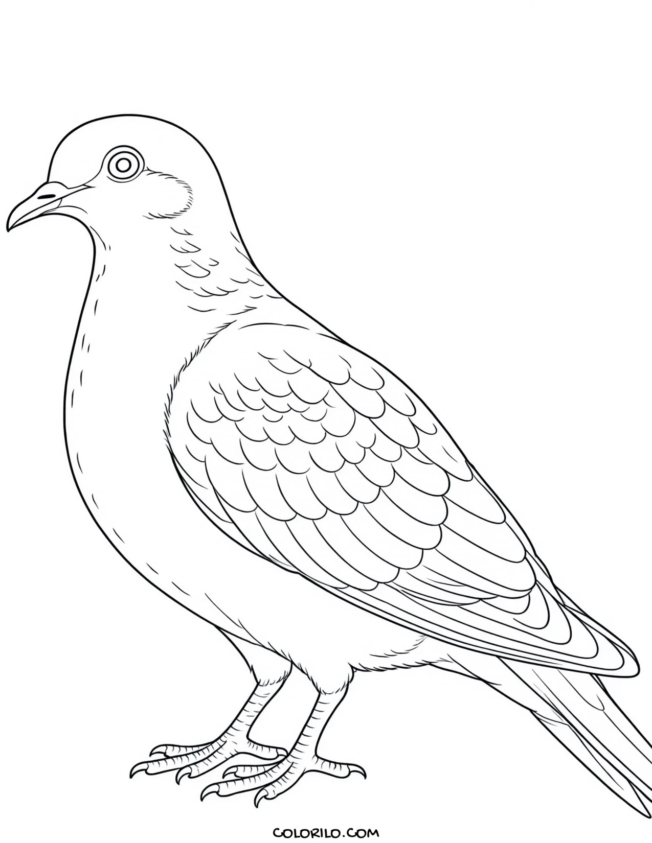 A grey partridge coloring page
