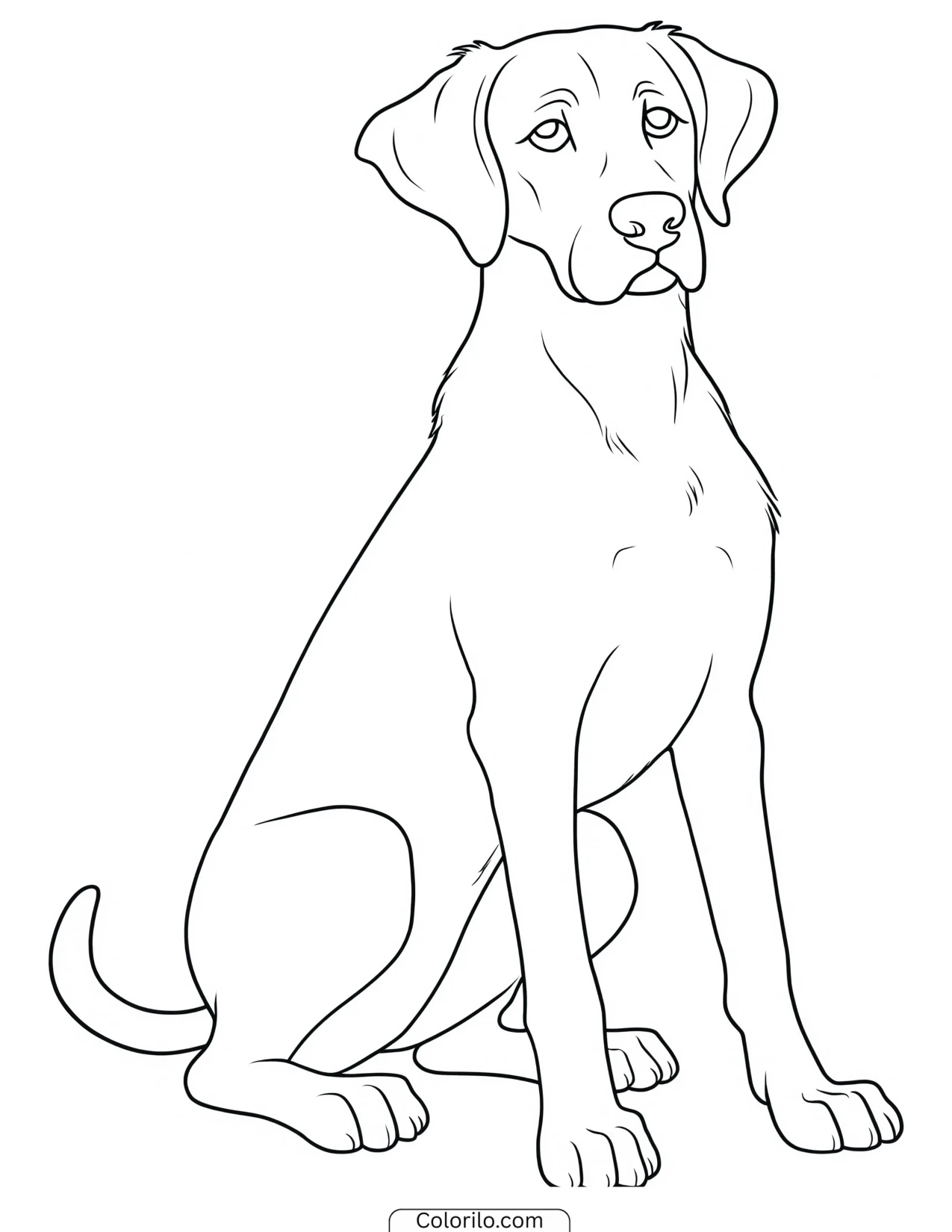 A Great Dane sitting coloring page