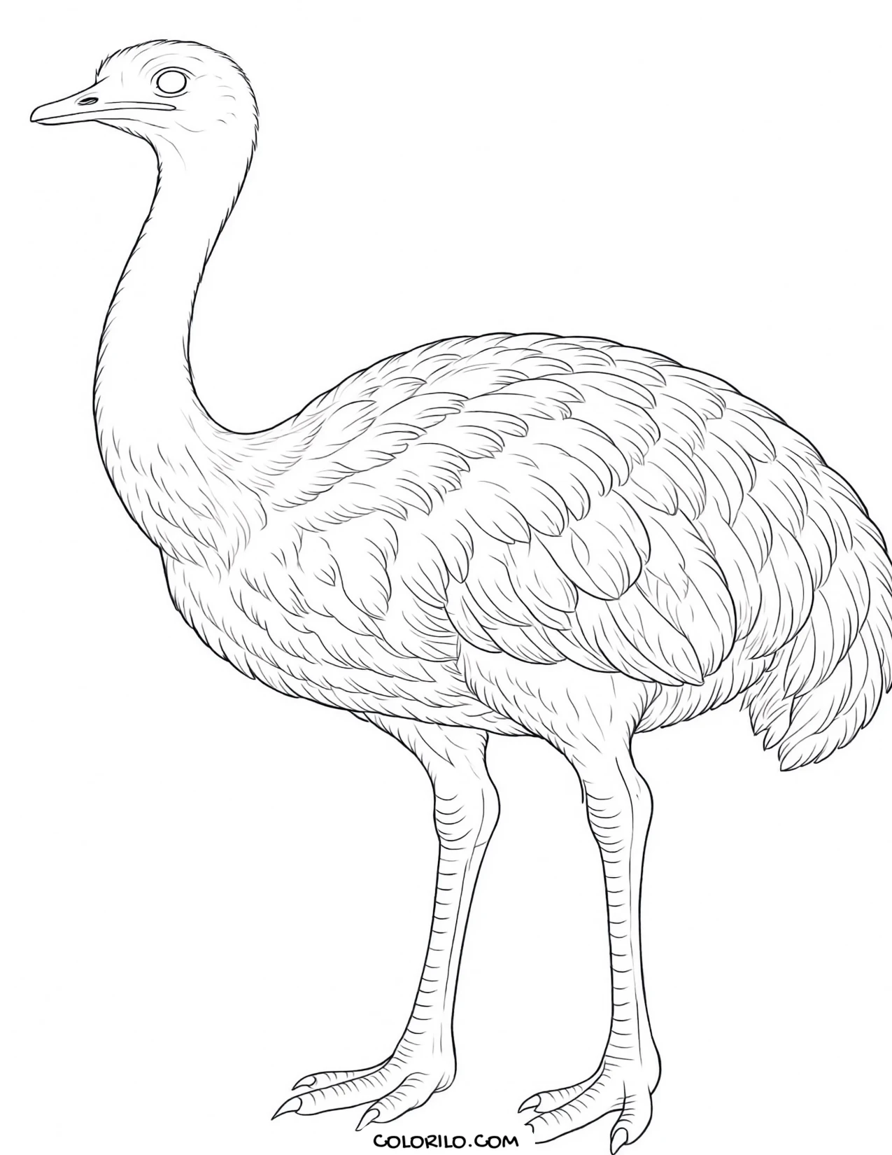 A greater rhea coloring page