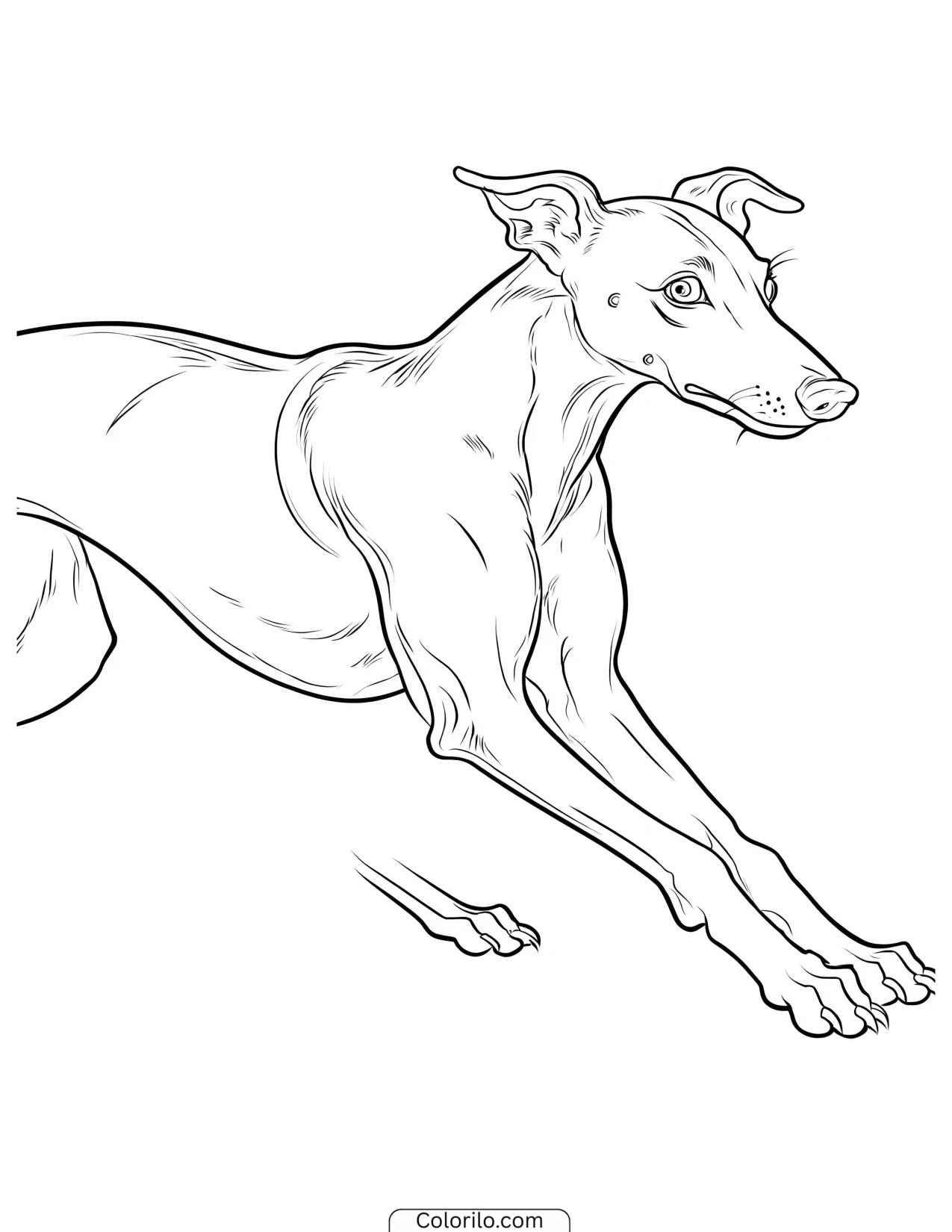 A Greyhound at full sprint coloring page