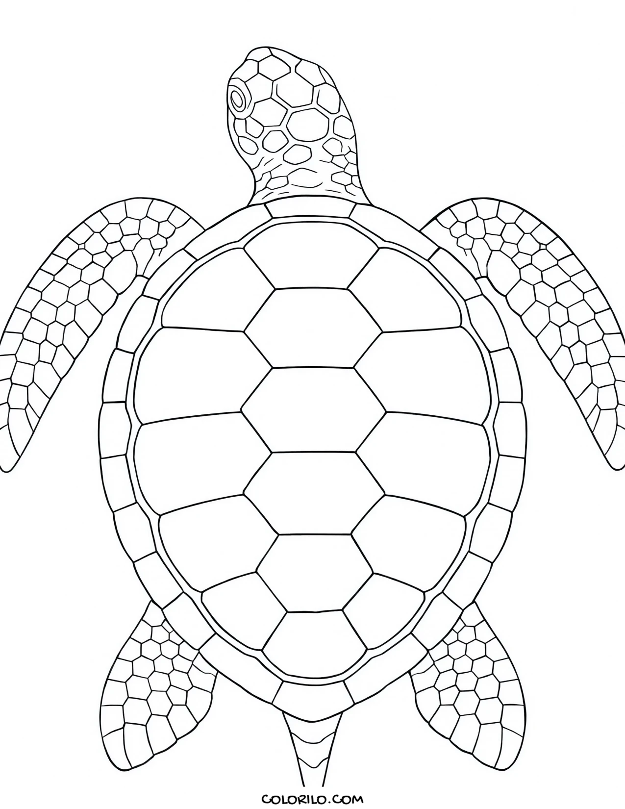 A hawksbill turtle with overlapping scutes coloring page