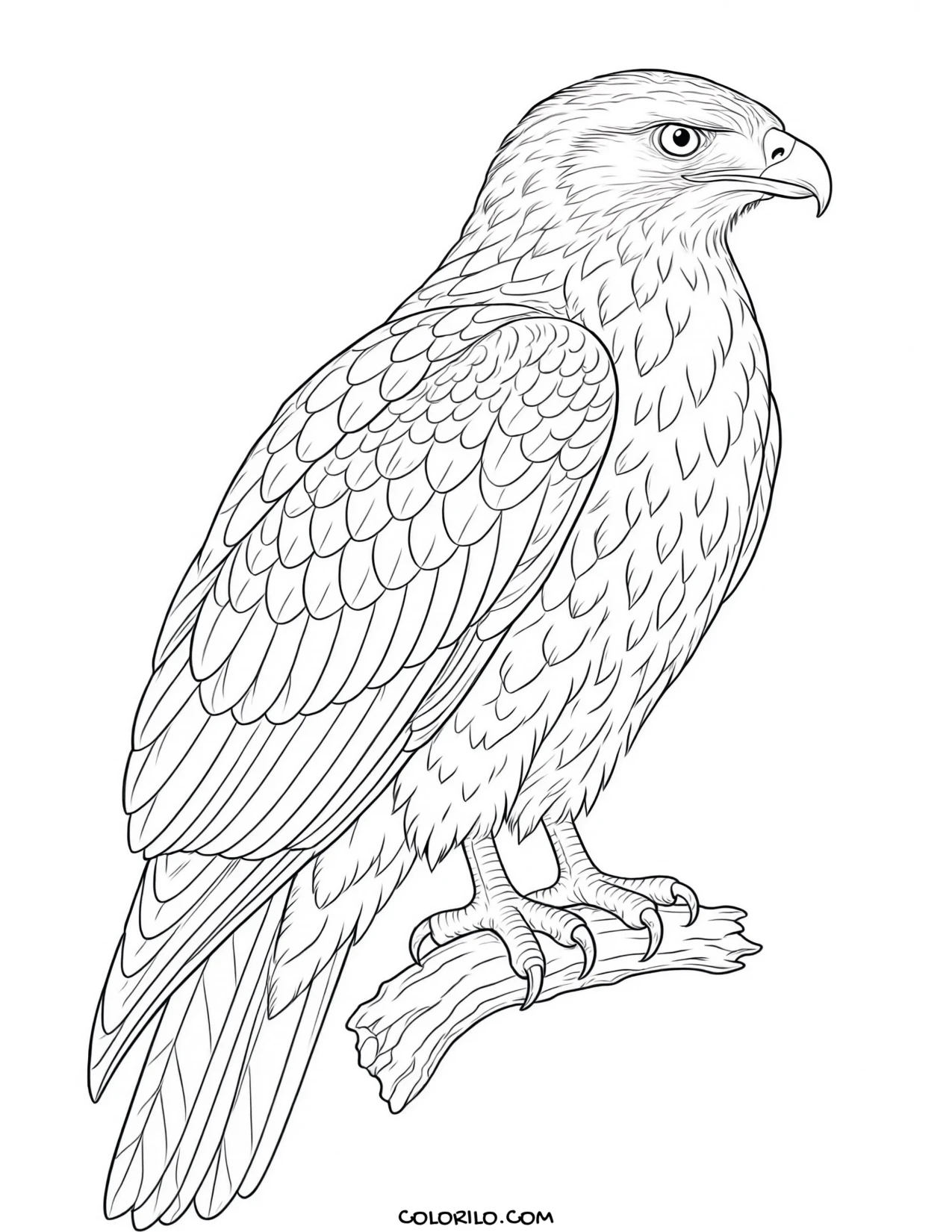 A herring gull coloring page