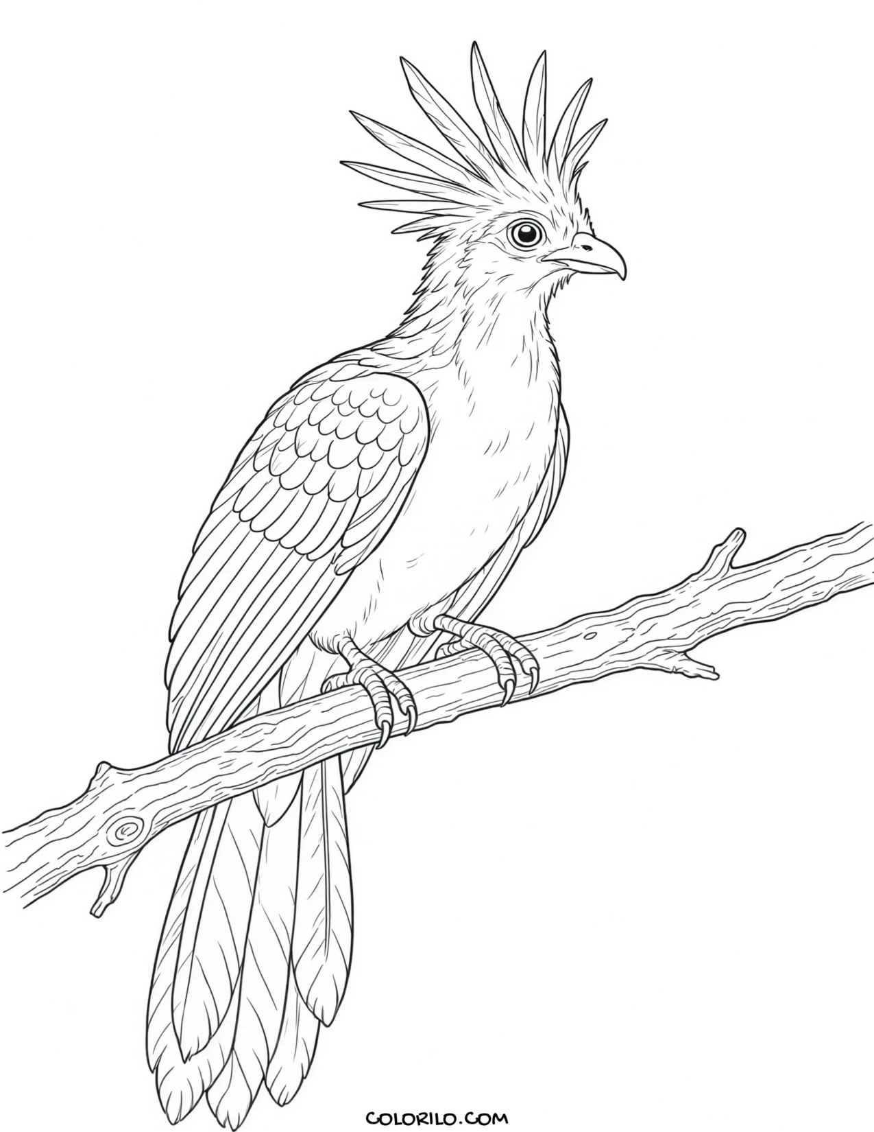 A hoatzin coloring page