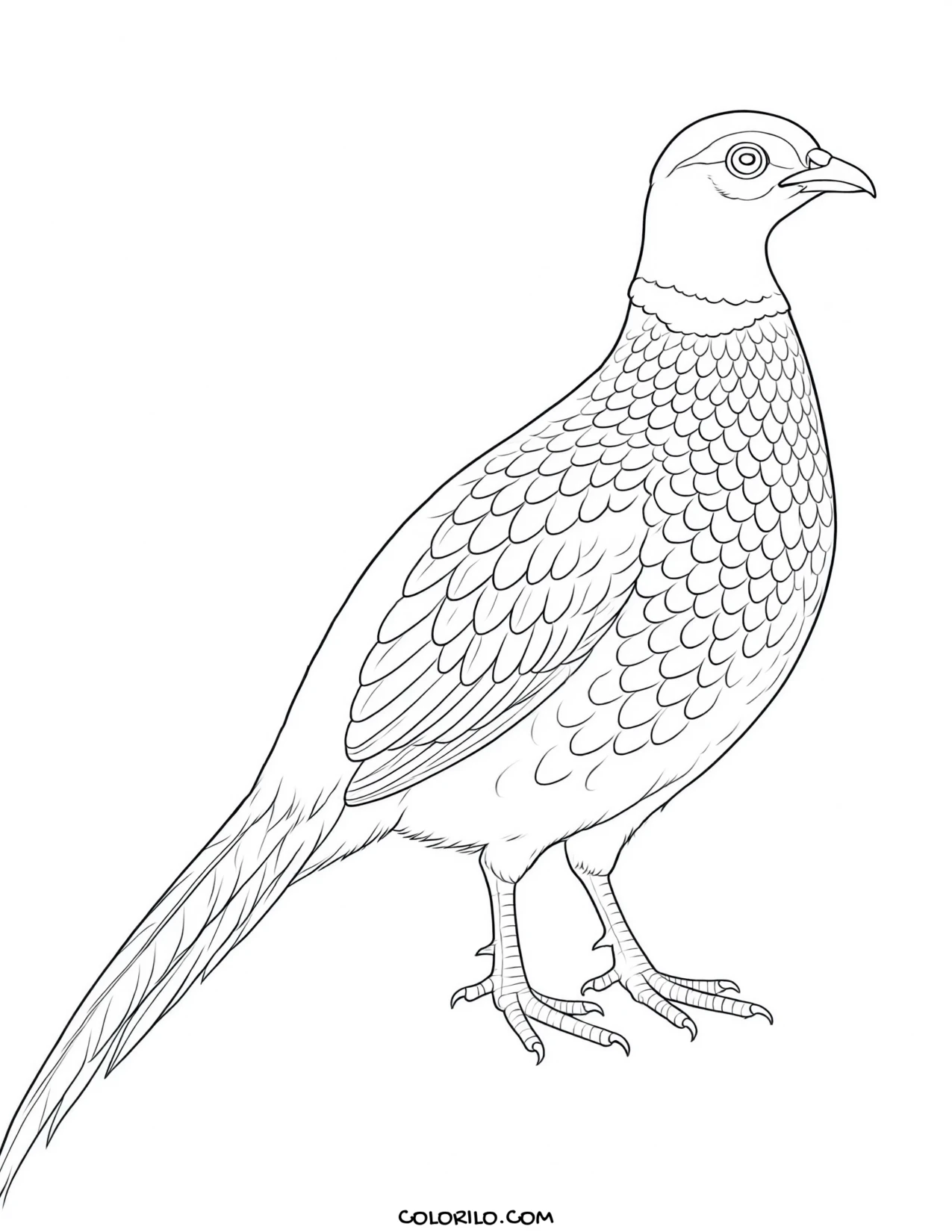 A horned puffin coloring page