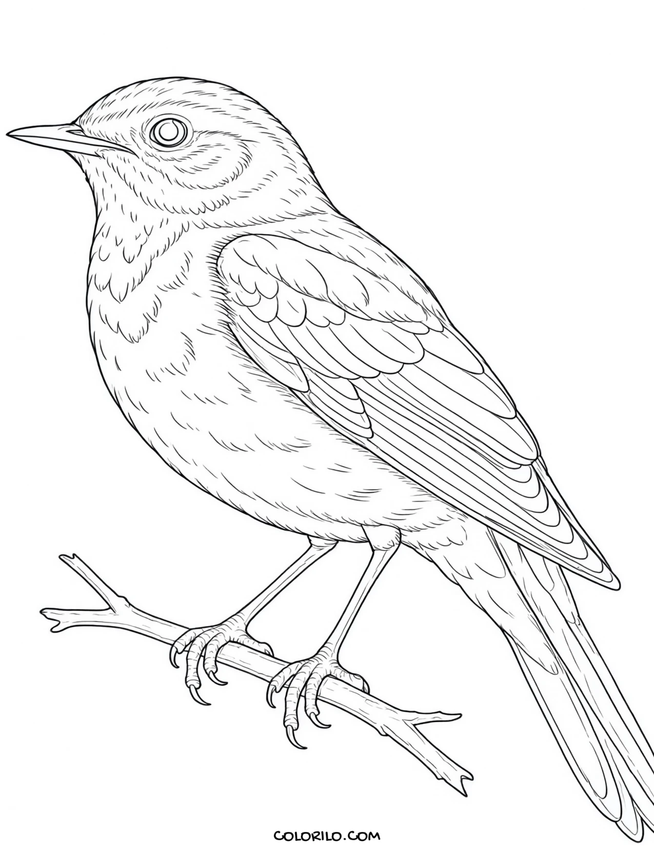 A house wren coloring page