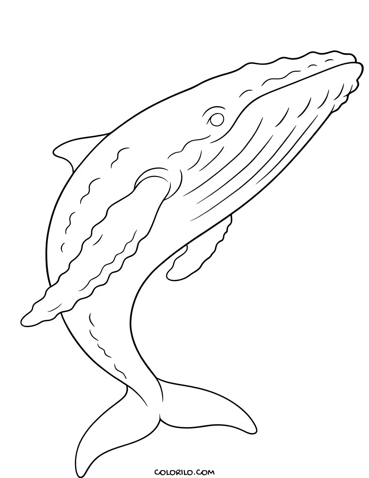 A humpback whale with its long flippers coloring page