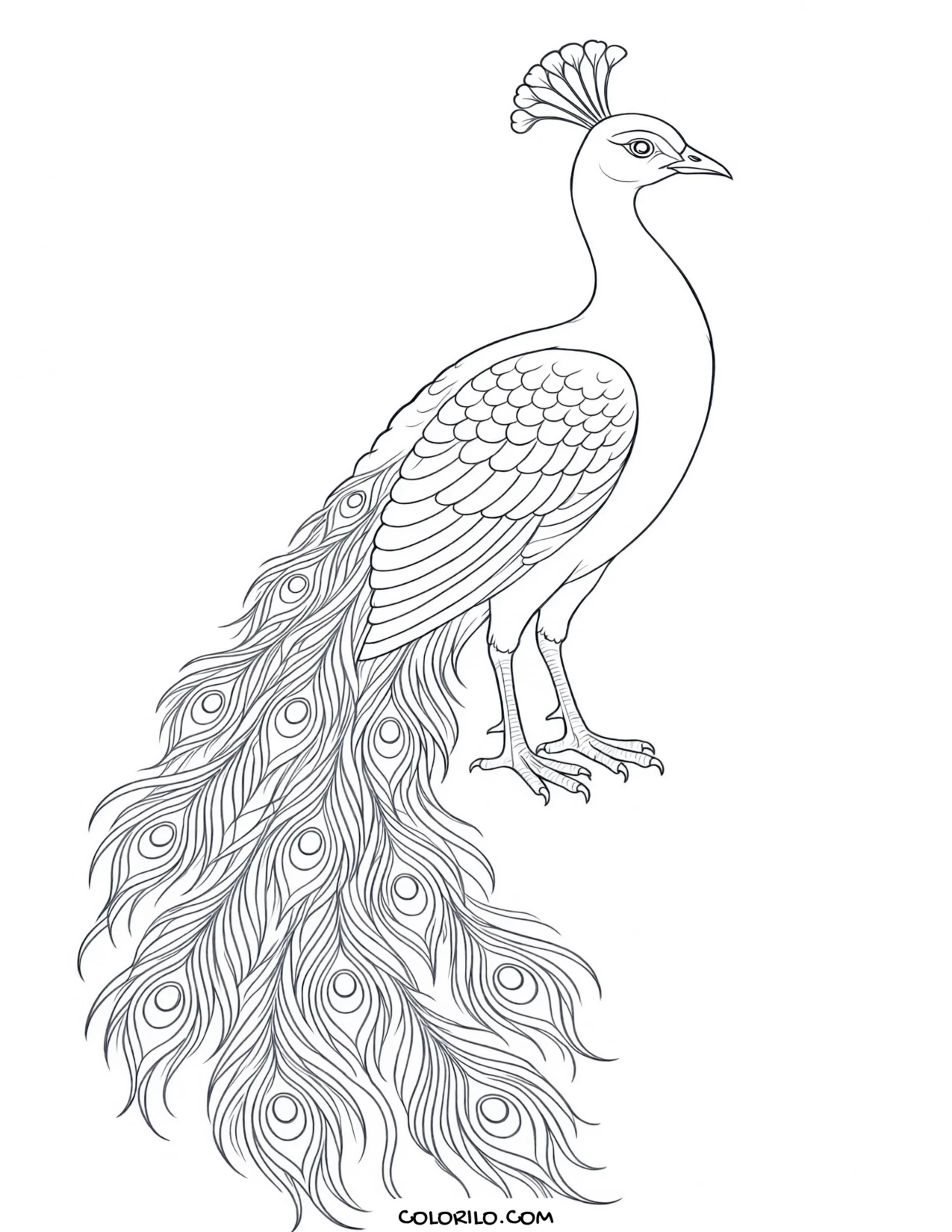 An Indian peafowl coloring page