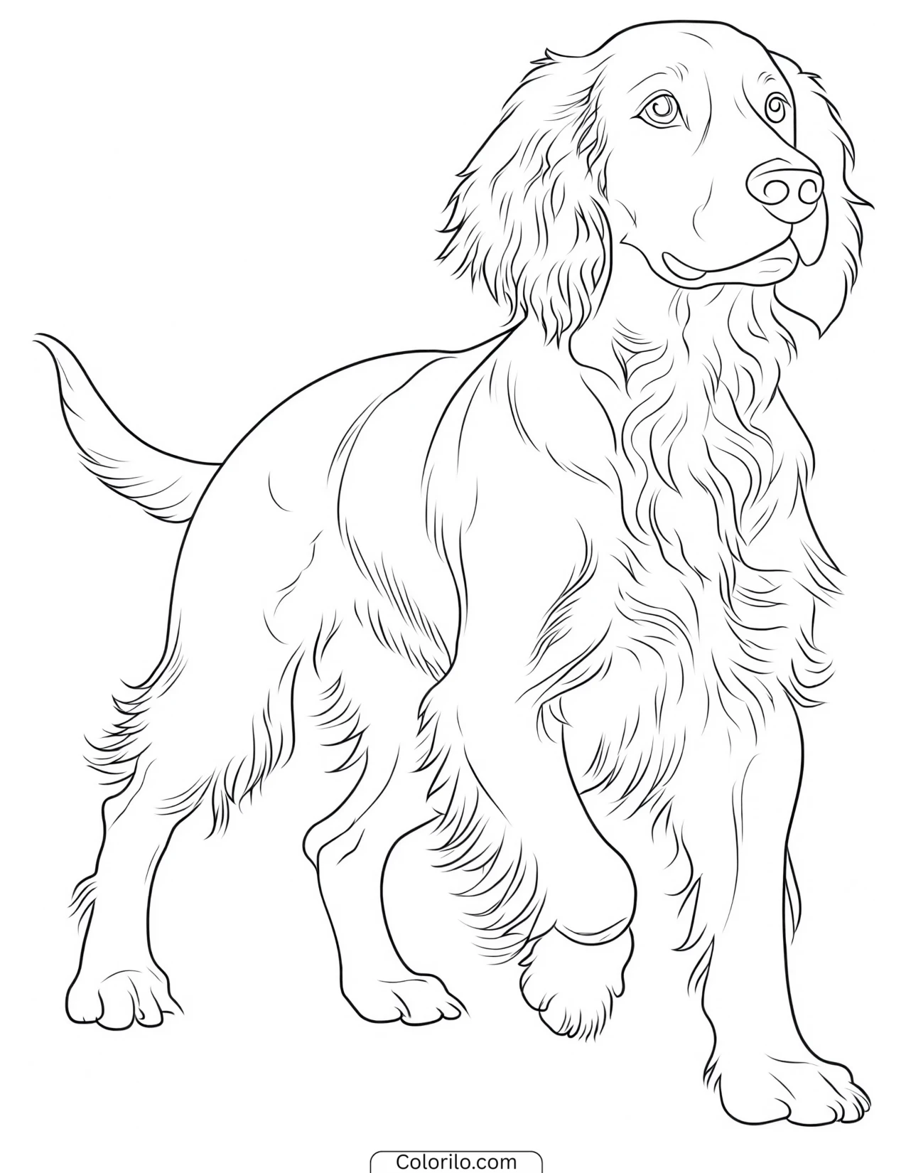An Irish Setter trotting coloring page