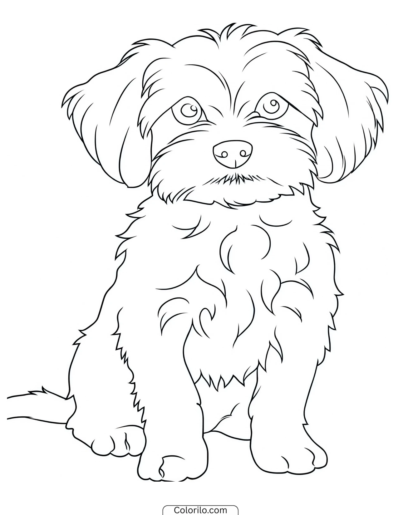 A fluffy Maltese sitting coloring page