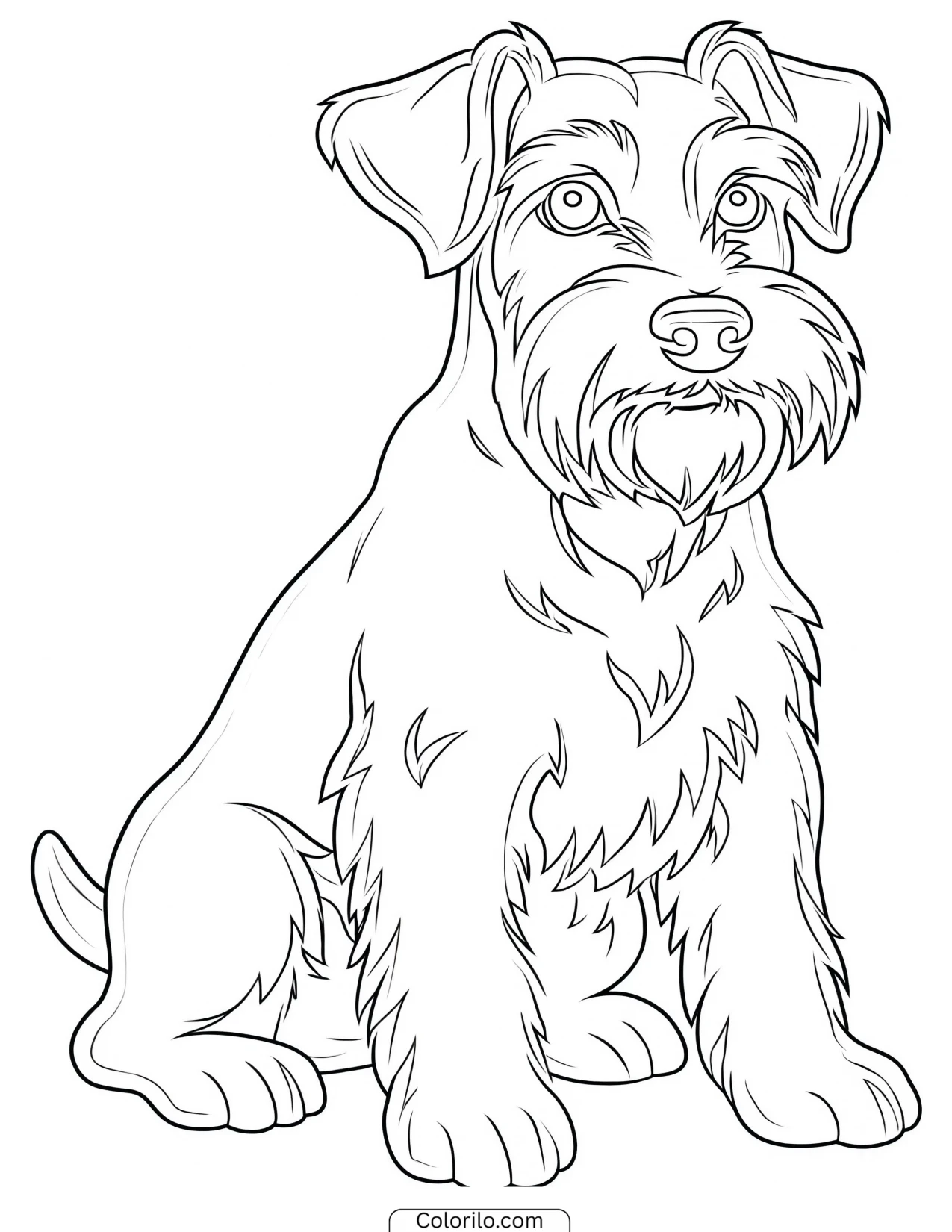 A Miniature Schnauzer with its beard coloring page