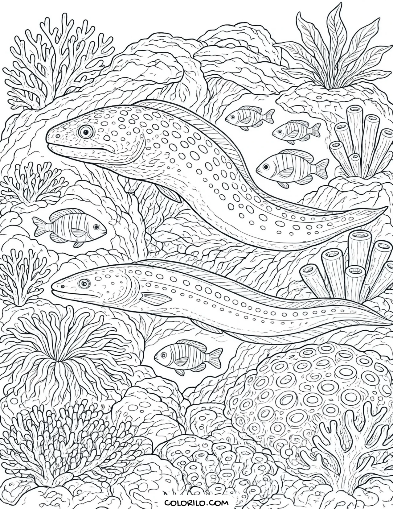 Moray and American eels on a rocky reef coloring page