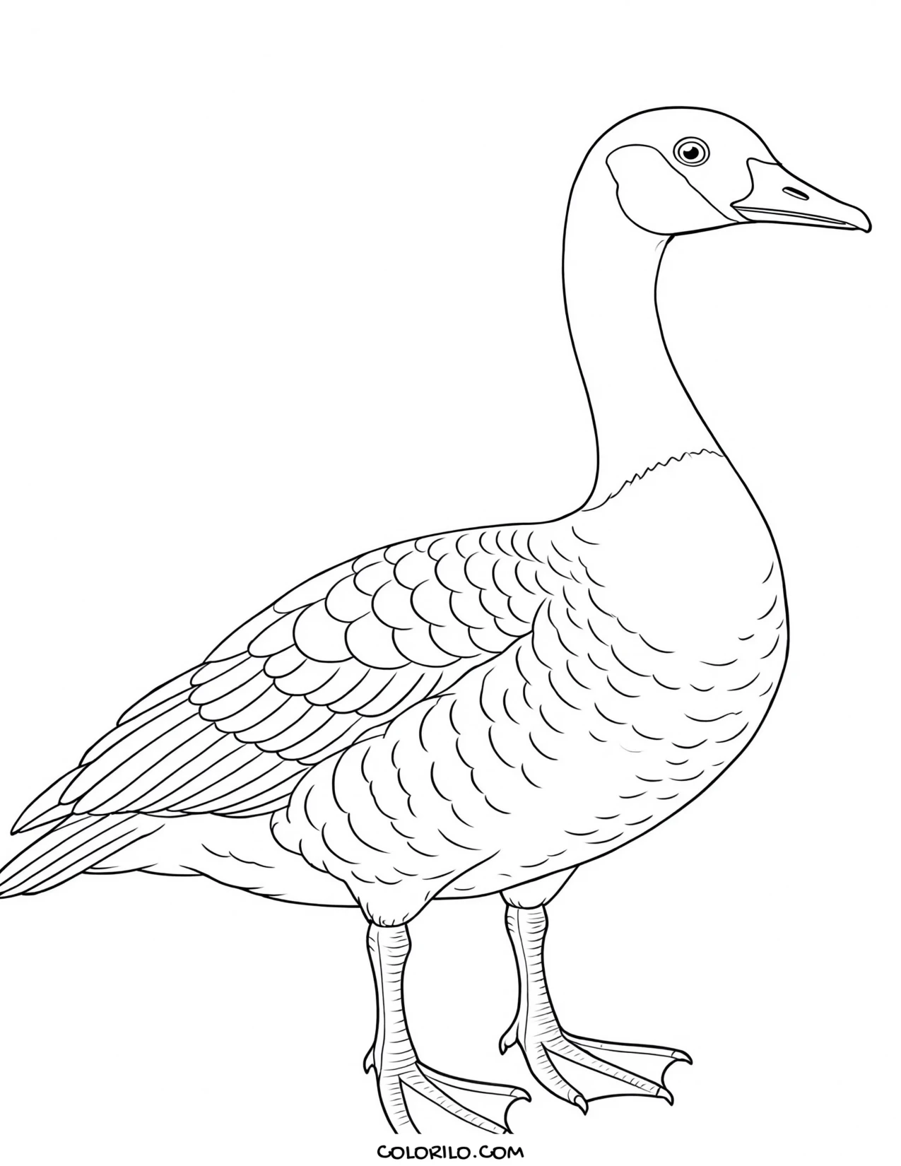 A mourning dove coloring page