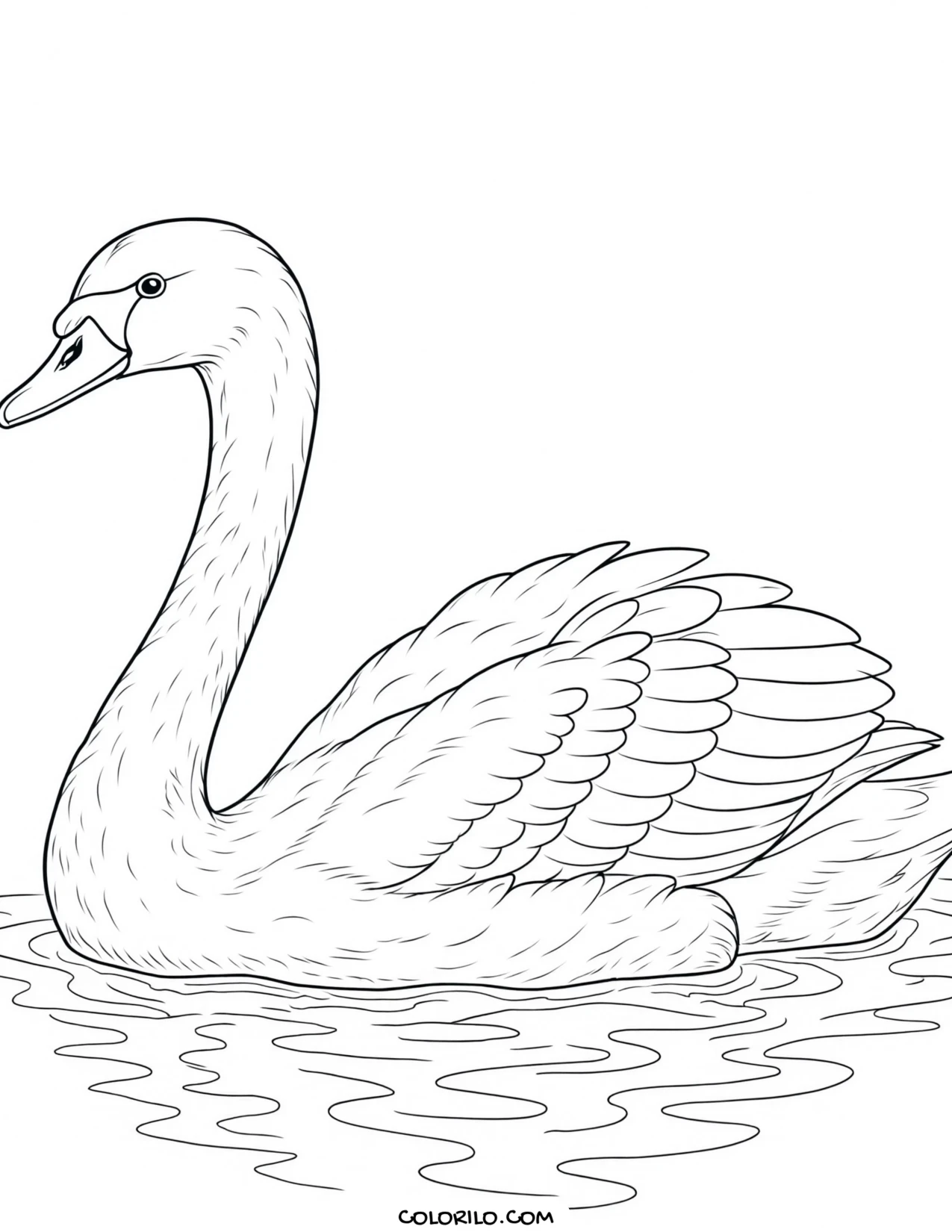 A mute swan coloring page