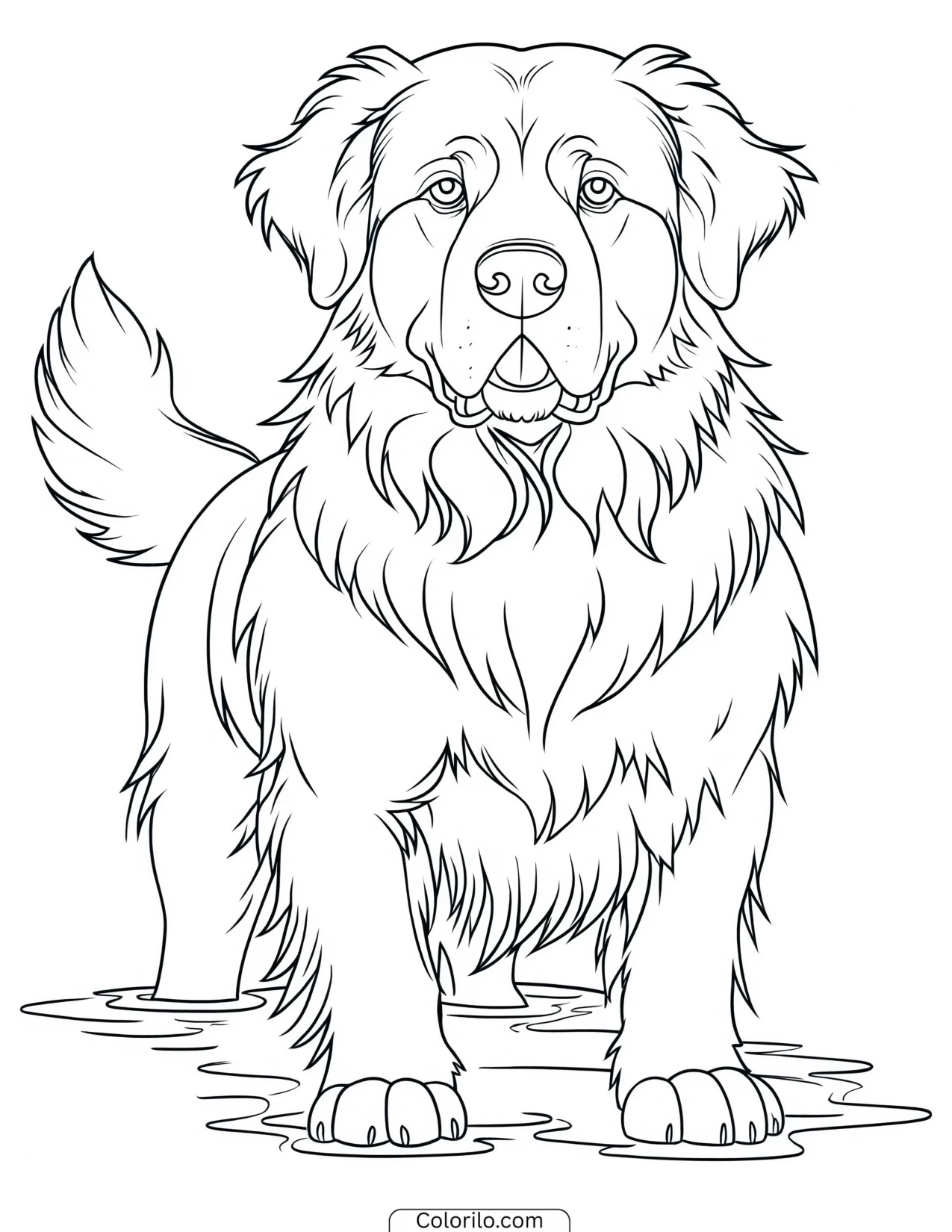 A Newfoundland standing ready coloring page