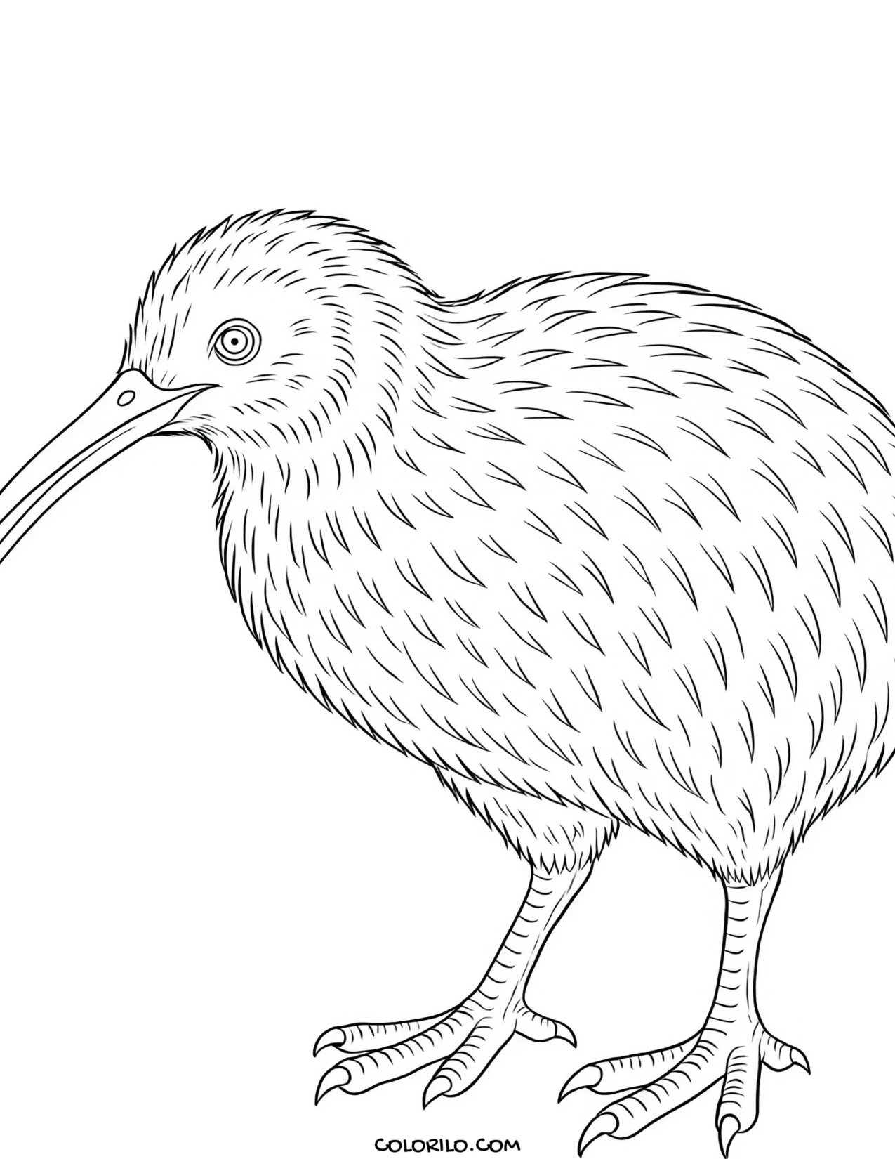 A North Island kiwi coloring page