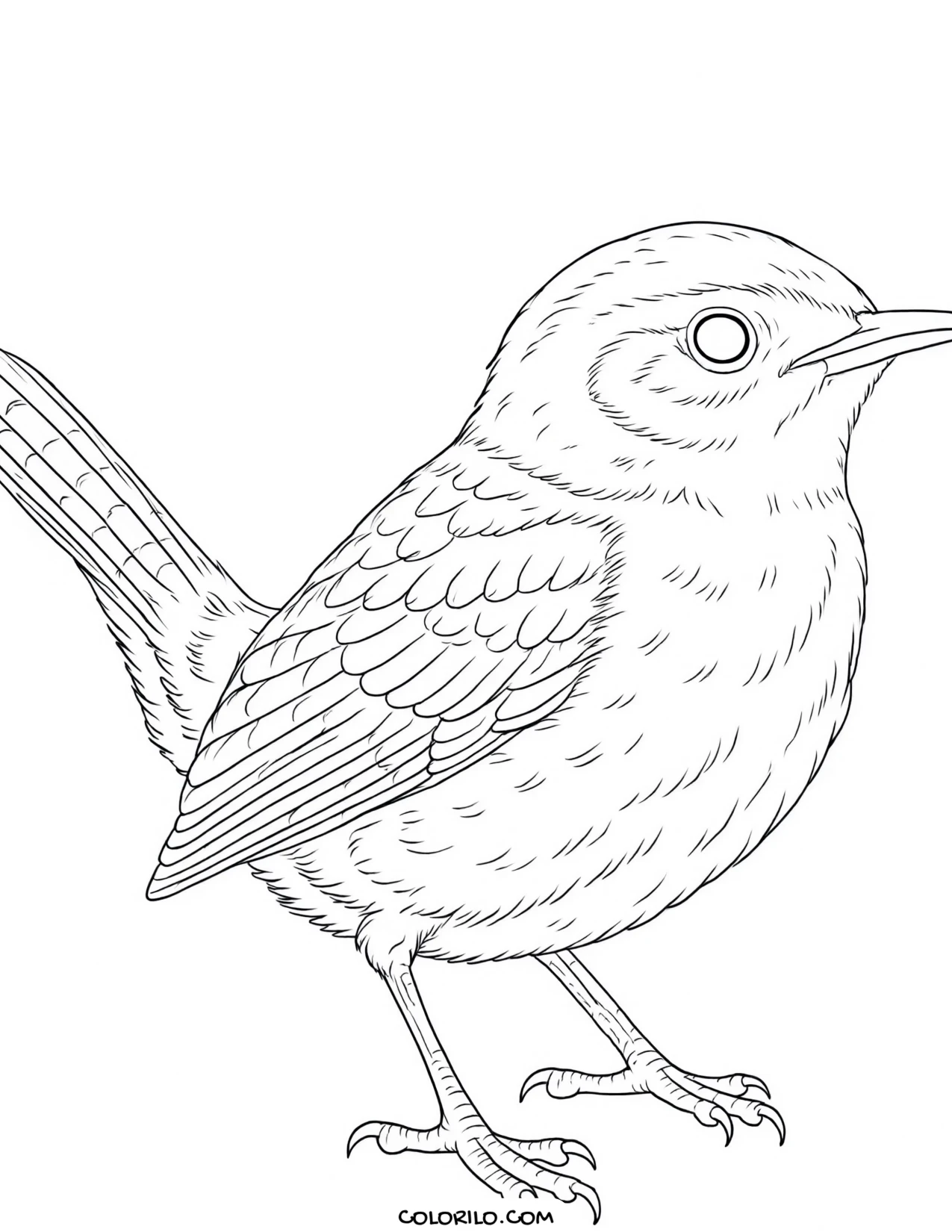 A northern cardinal coloring page