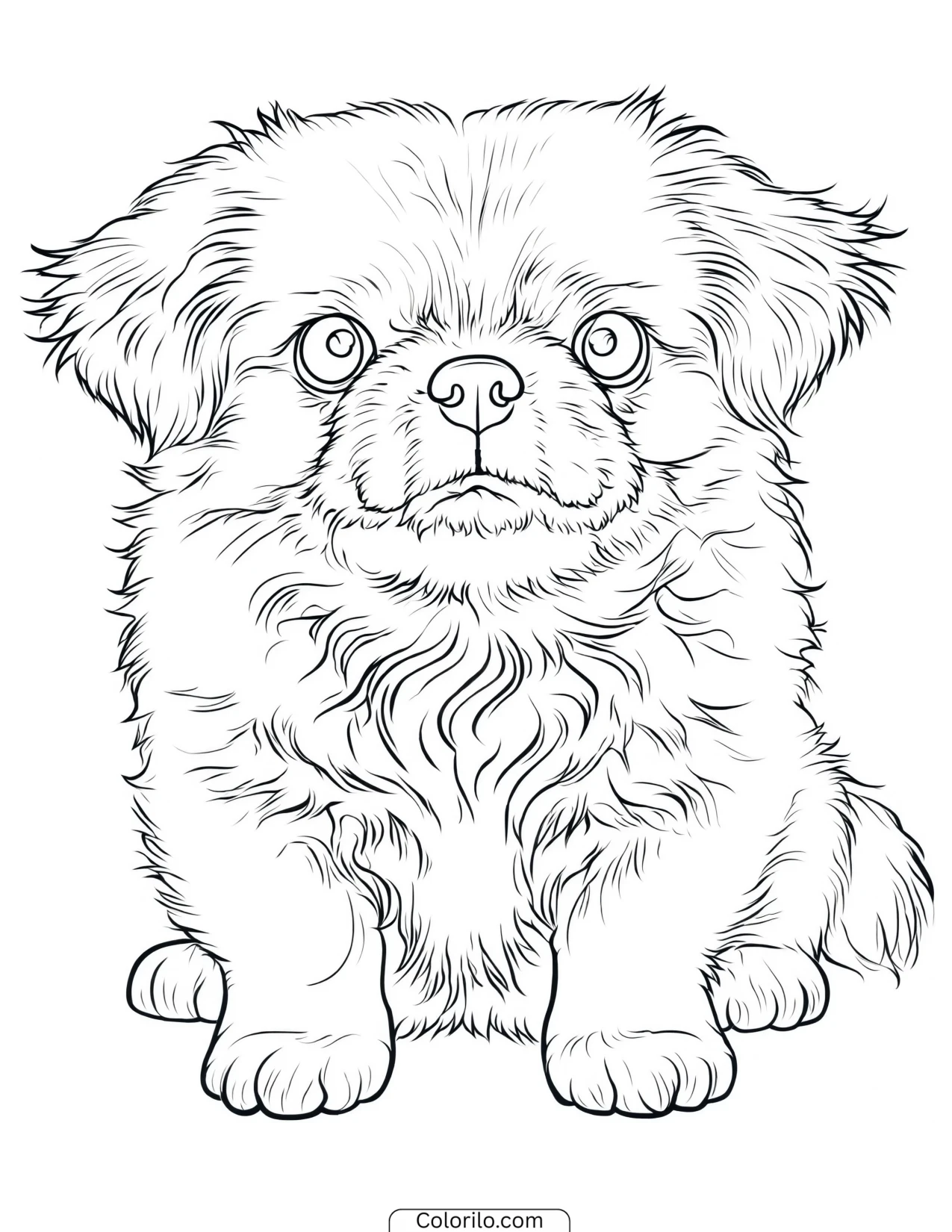 A Pekingese with its flat face coloring page