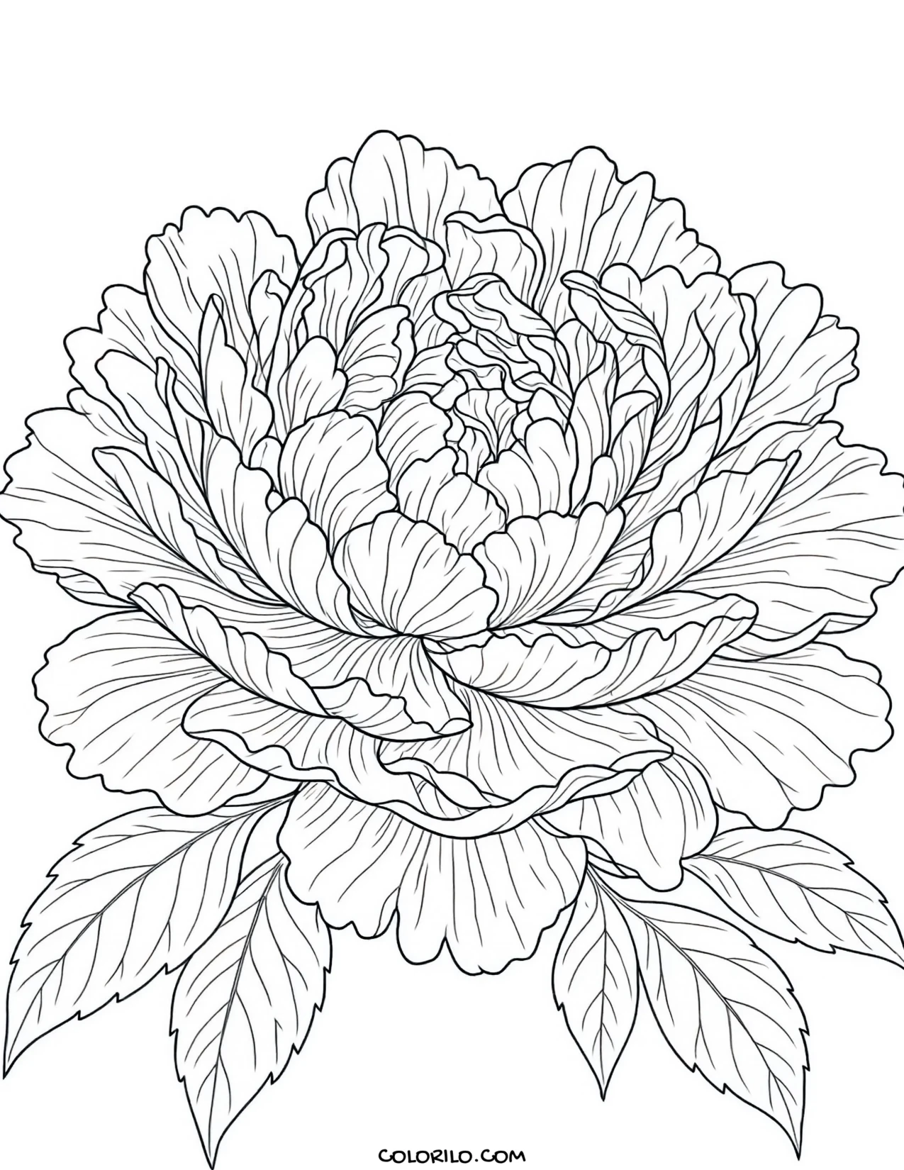 an open peony with layered petals coloring page