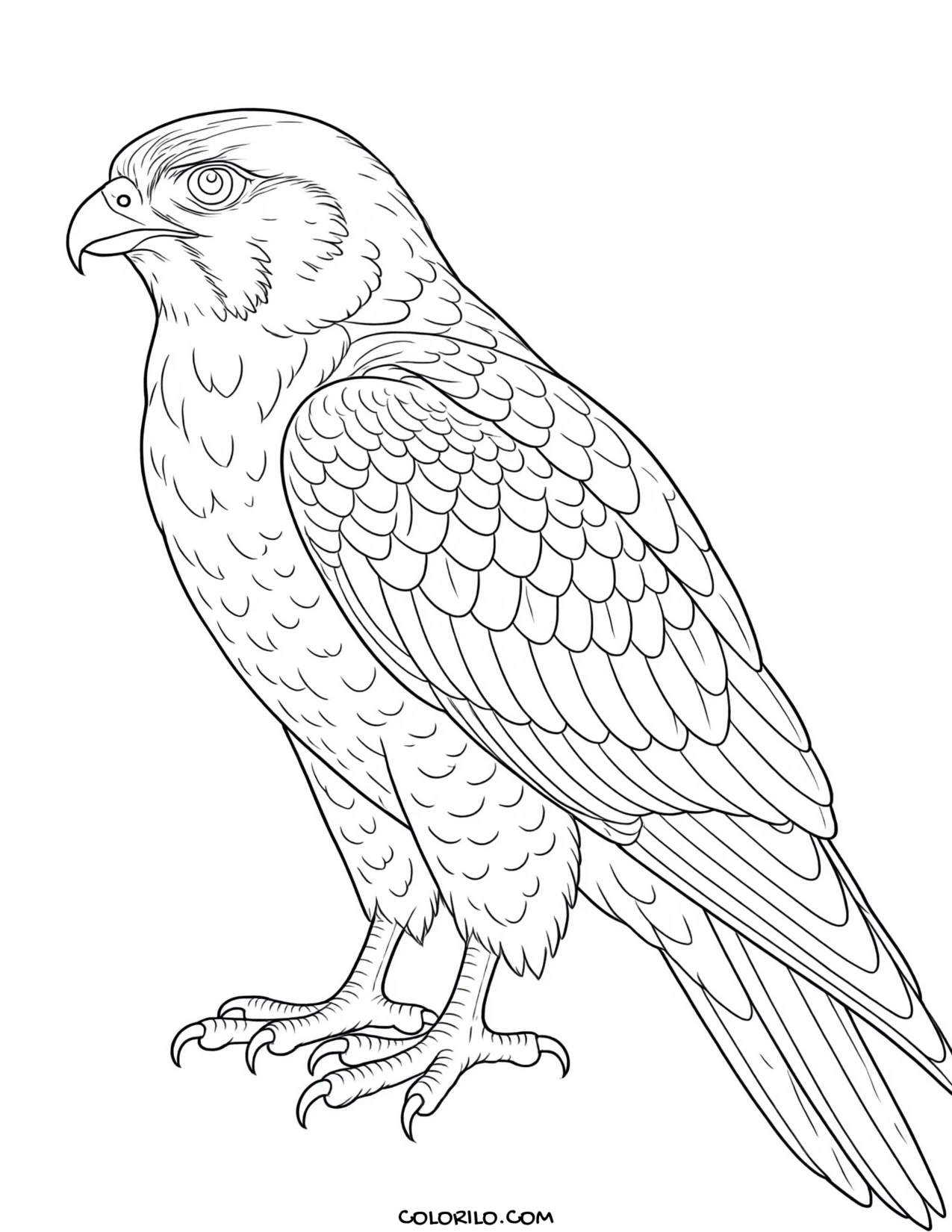 A peregrine falcon coloring page