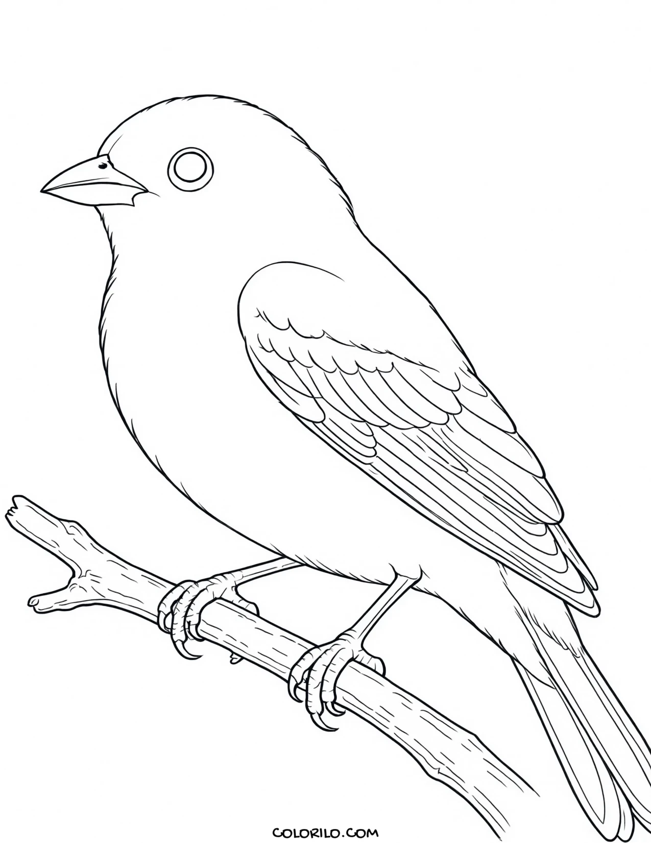 A pileated woodpecker coloring page