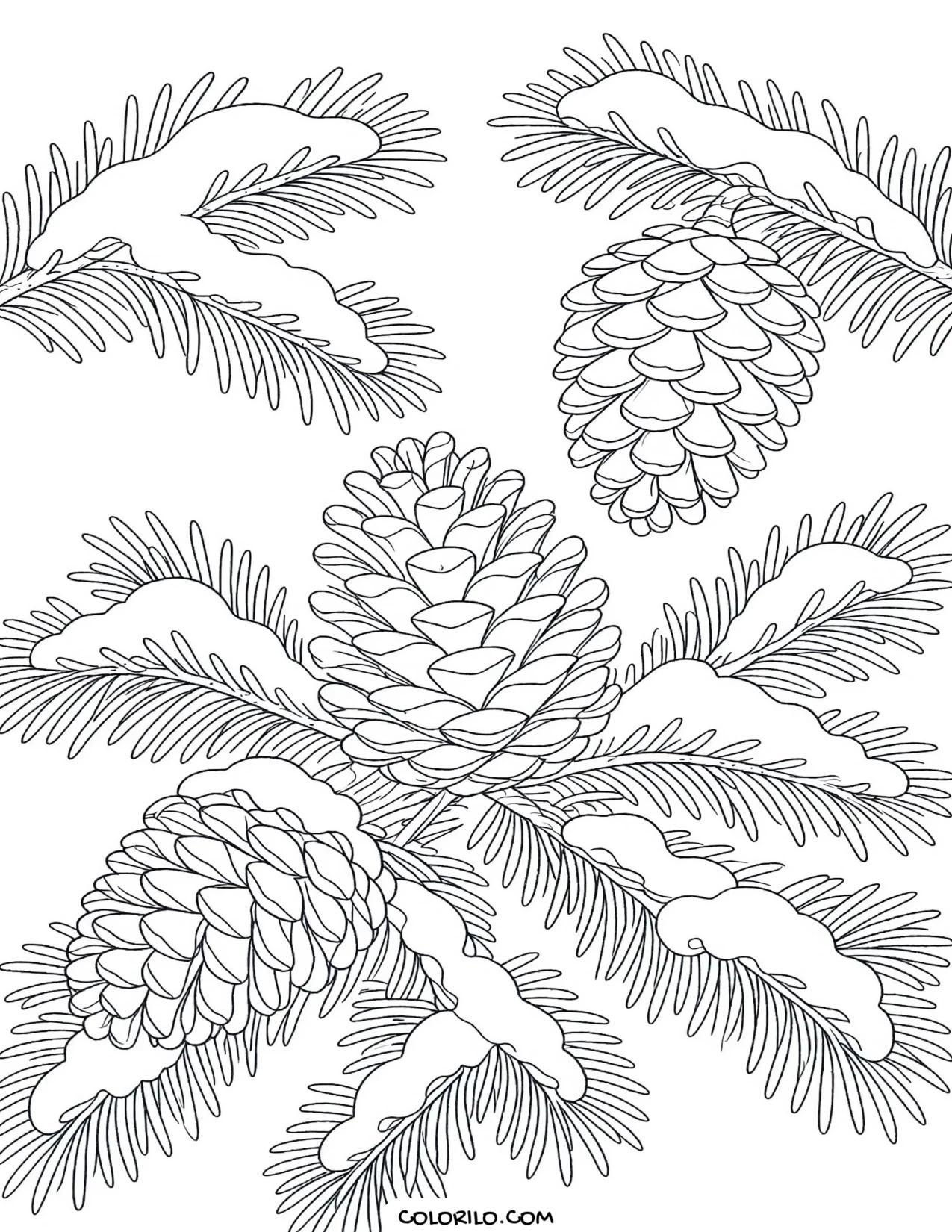 Pinecones on an evergreen branch coloring page