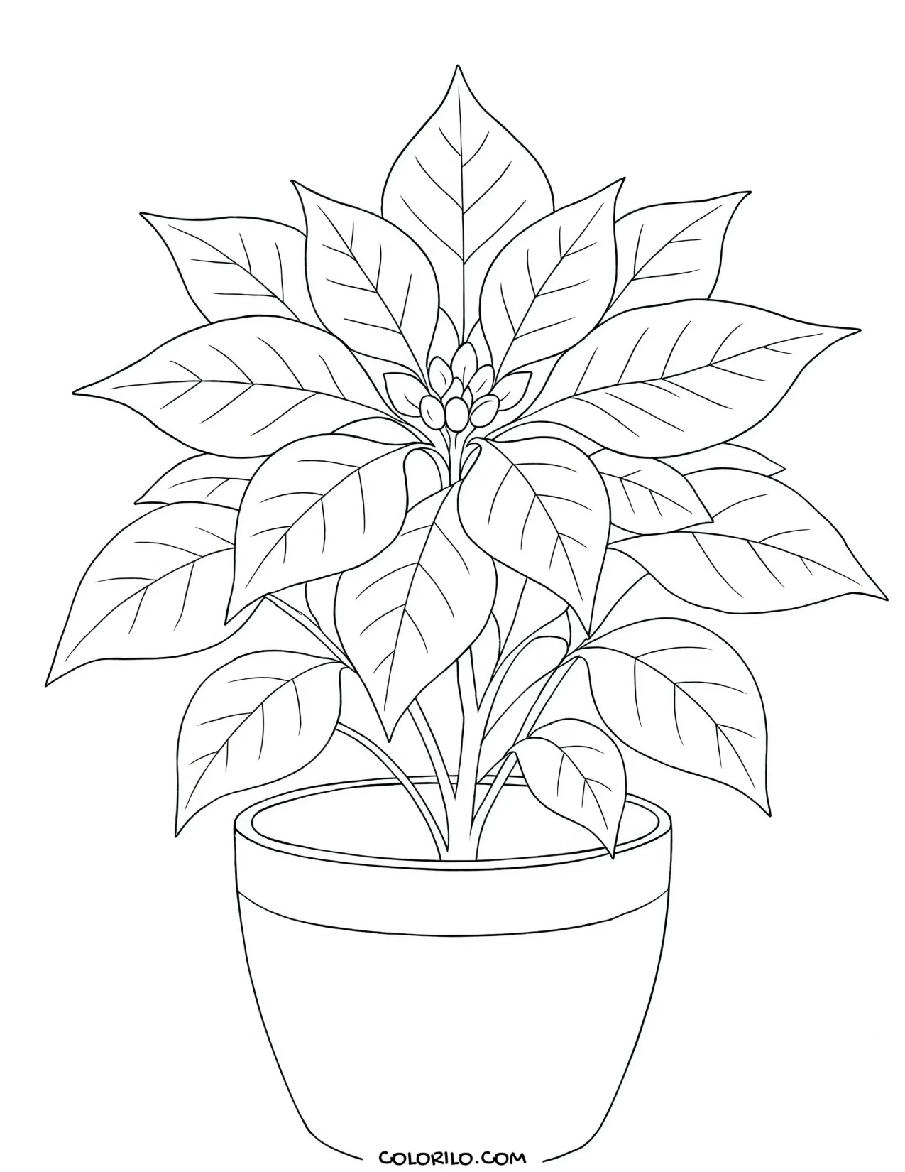 A poinsettia in a pot coloring page