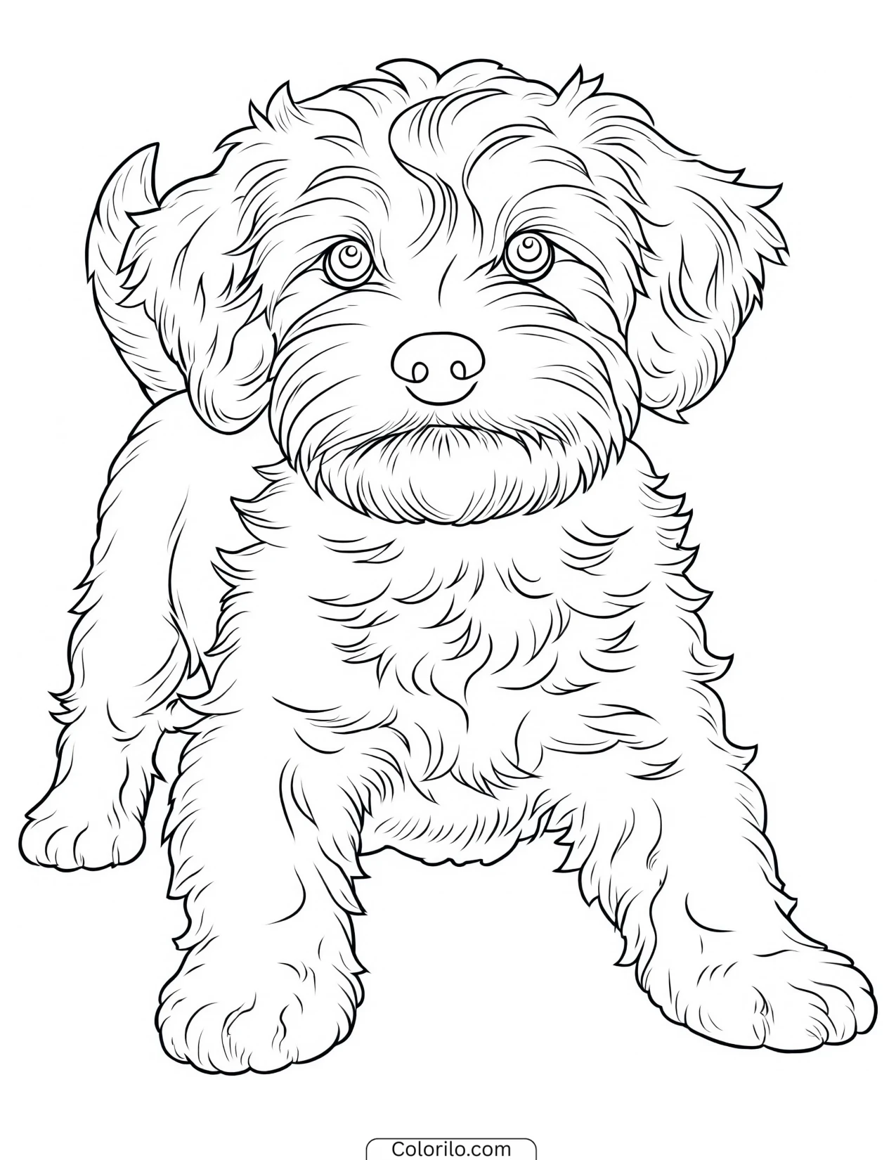 A Portuguese Water Dog coloring page