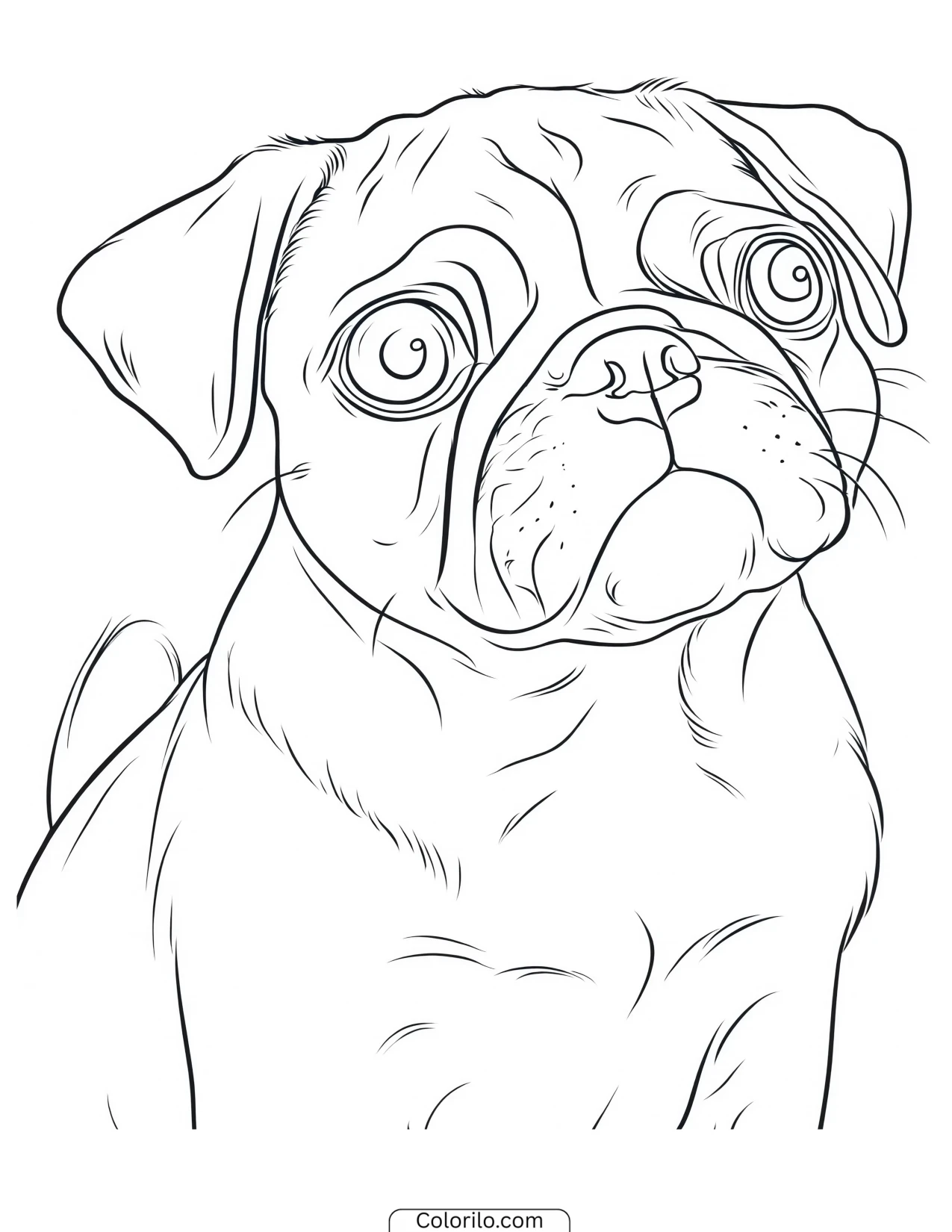 A Pug with a curious look coloring page