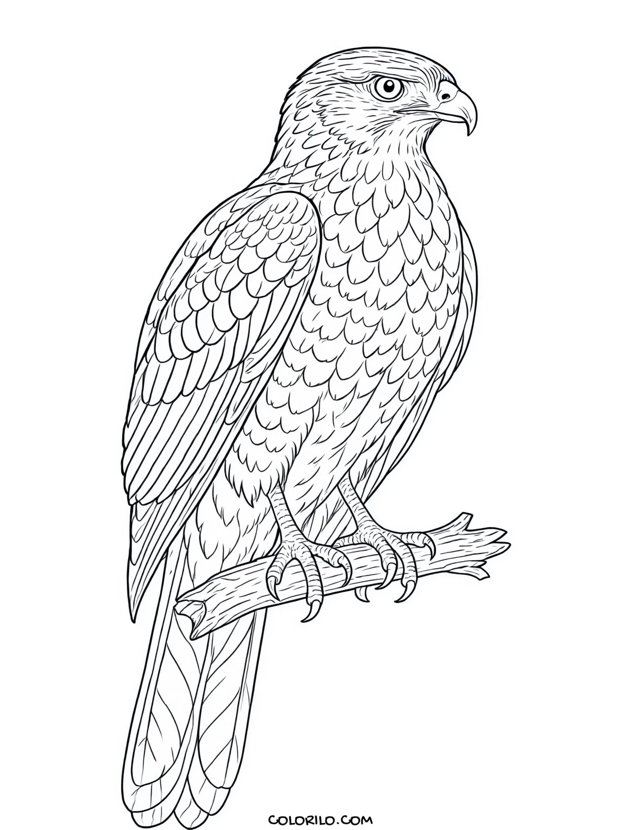A red-tailed hawk coloring page