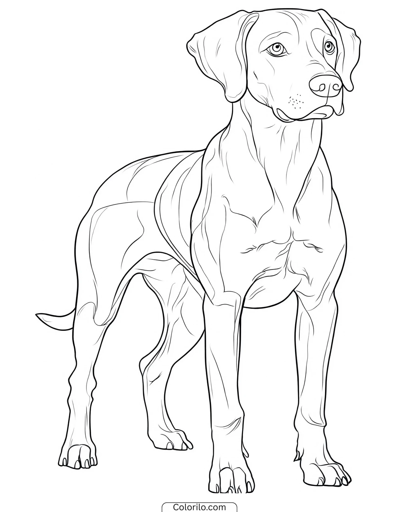 A Rhodesian Ridgeback standing proudly coloring page