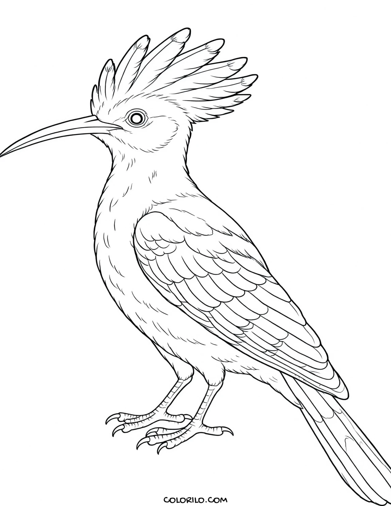 A ring-necked pheasant coloring page