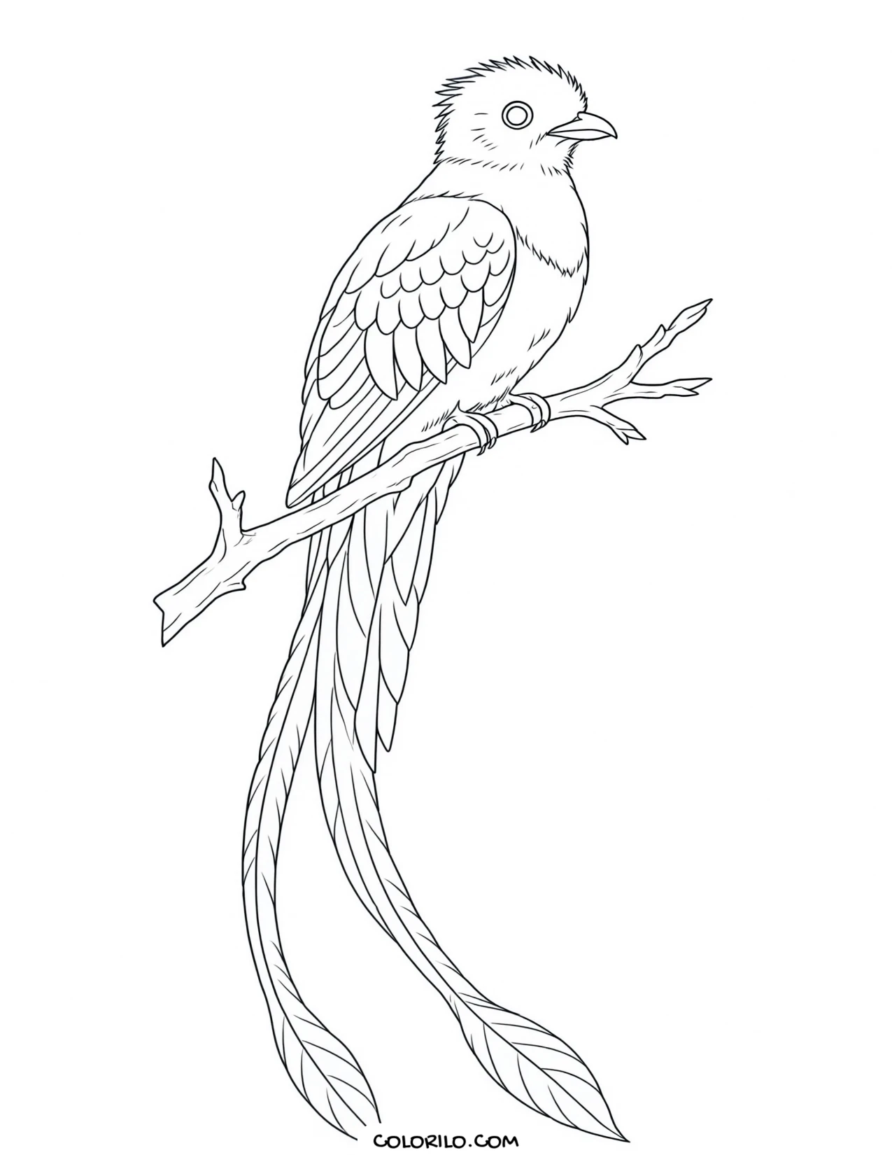 A rooster coloring page