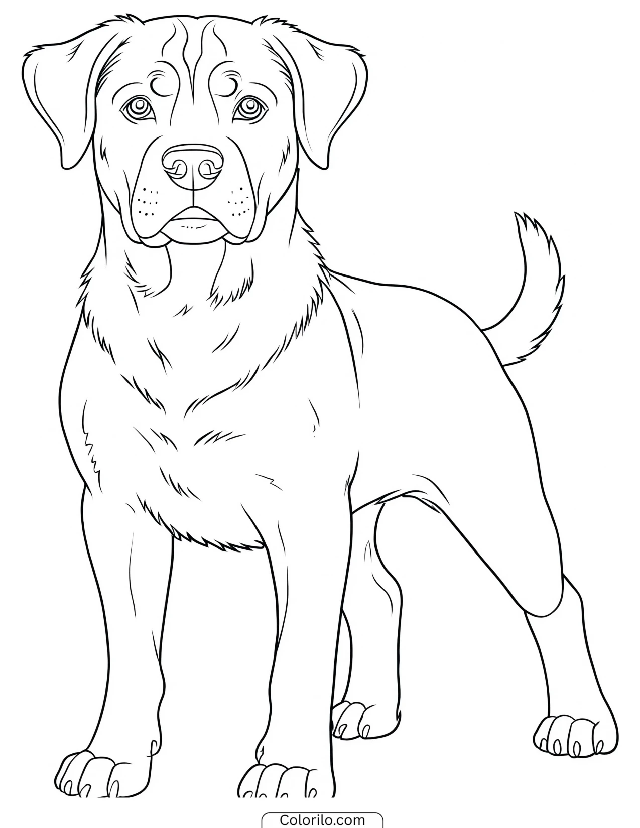 A Rottweiler standing alert coloring page