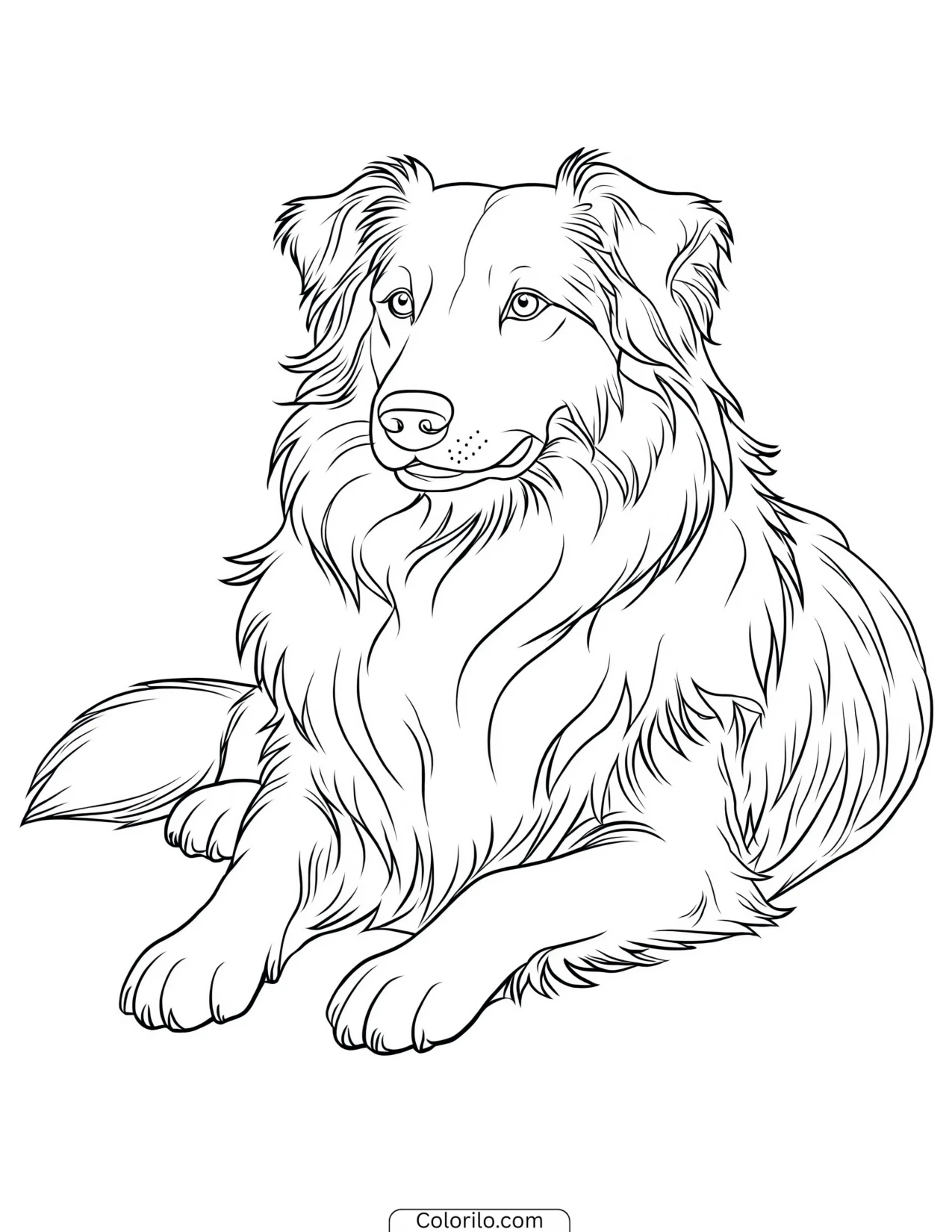 A Rough Collie lying down coloring page