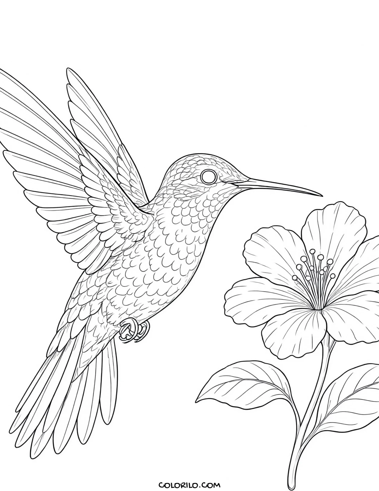 A ruby-throated hummingbird coloring page