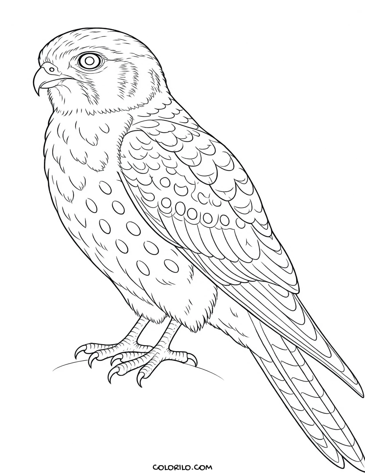 A ruffed grouse coloring page