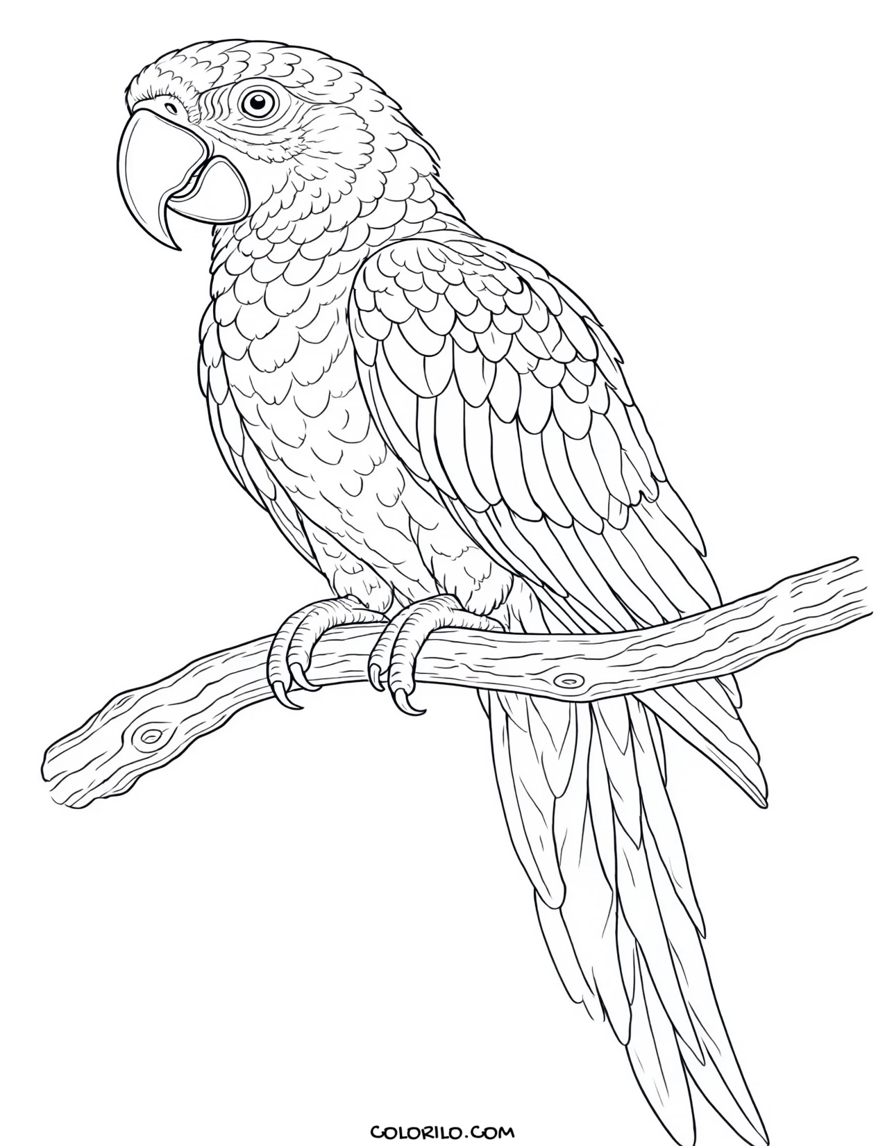 A scarlet macaw coloring page