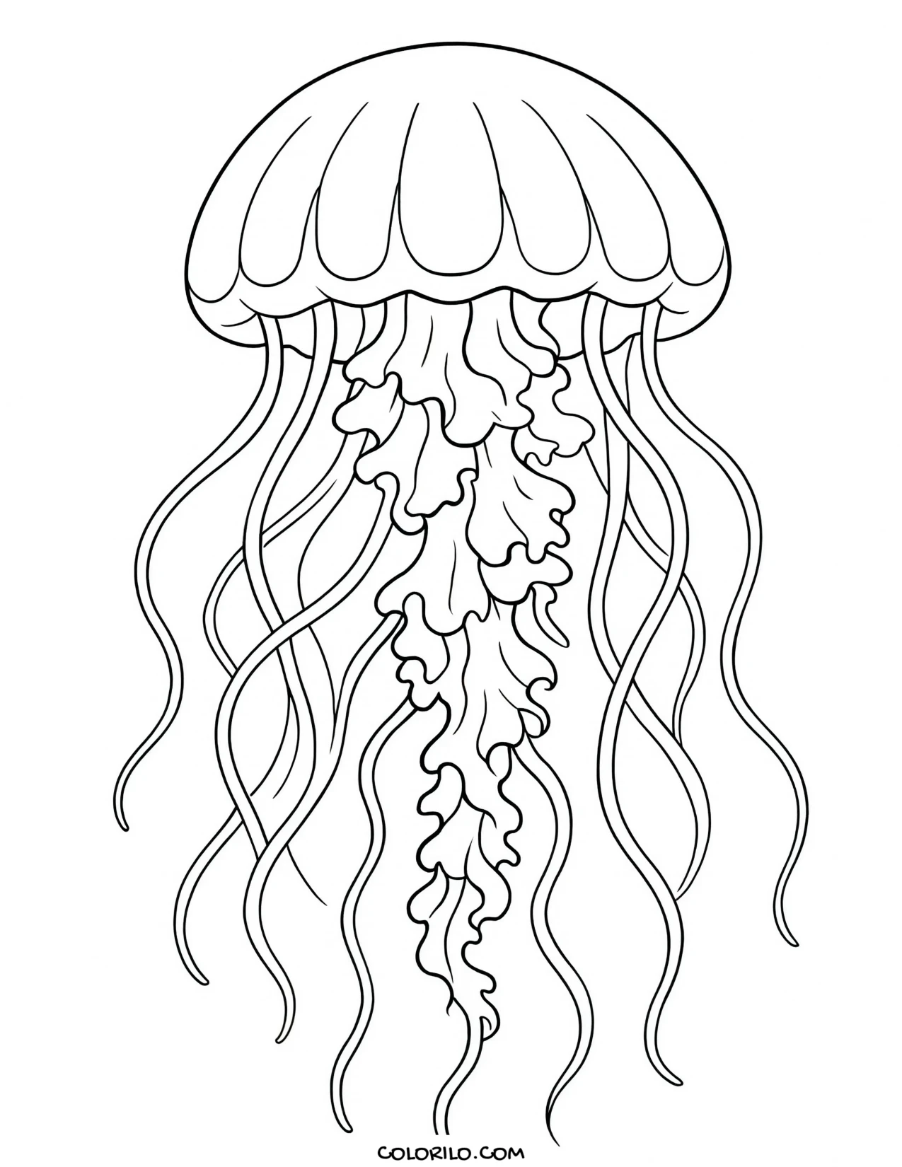 A sea nettle jellyfish with long tentacles coloring page