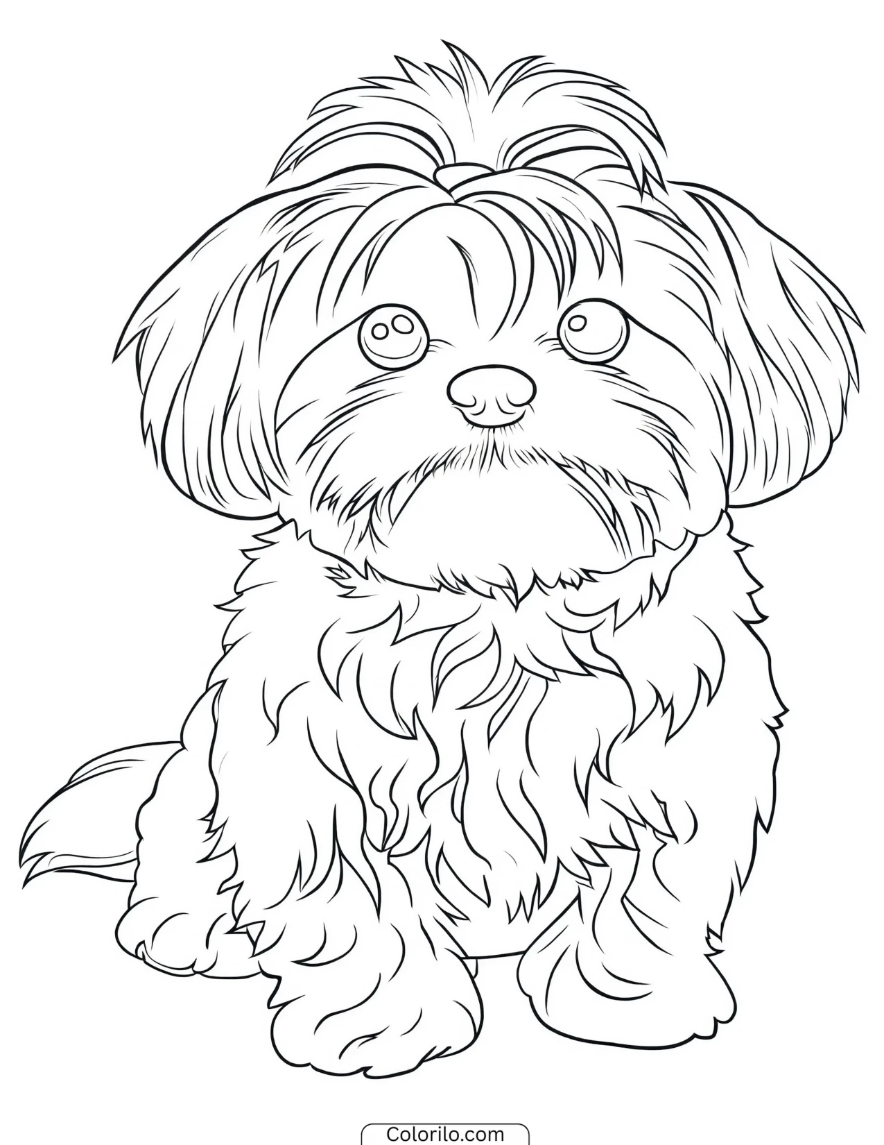 A Shih Tzu with its flowing coat coloring page